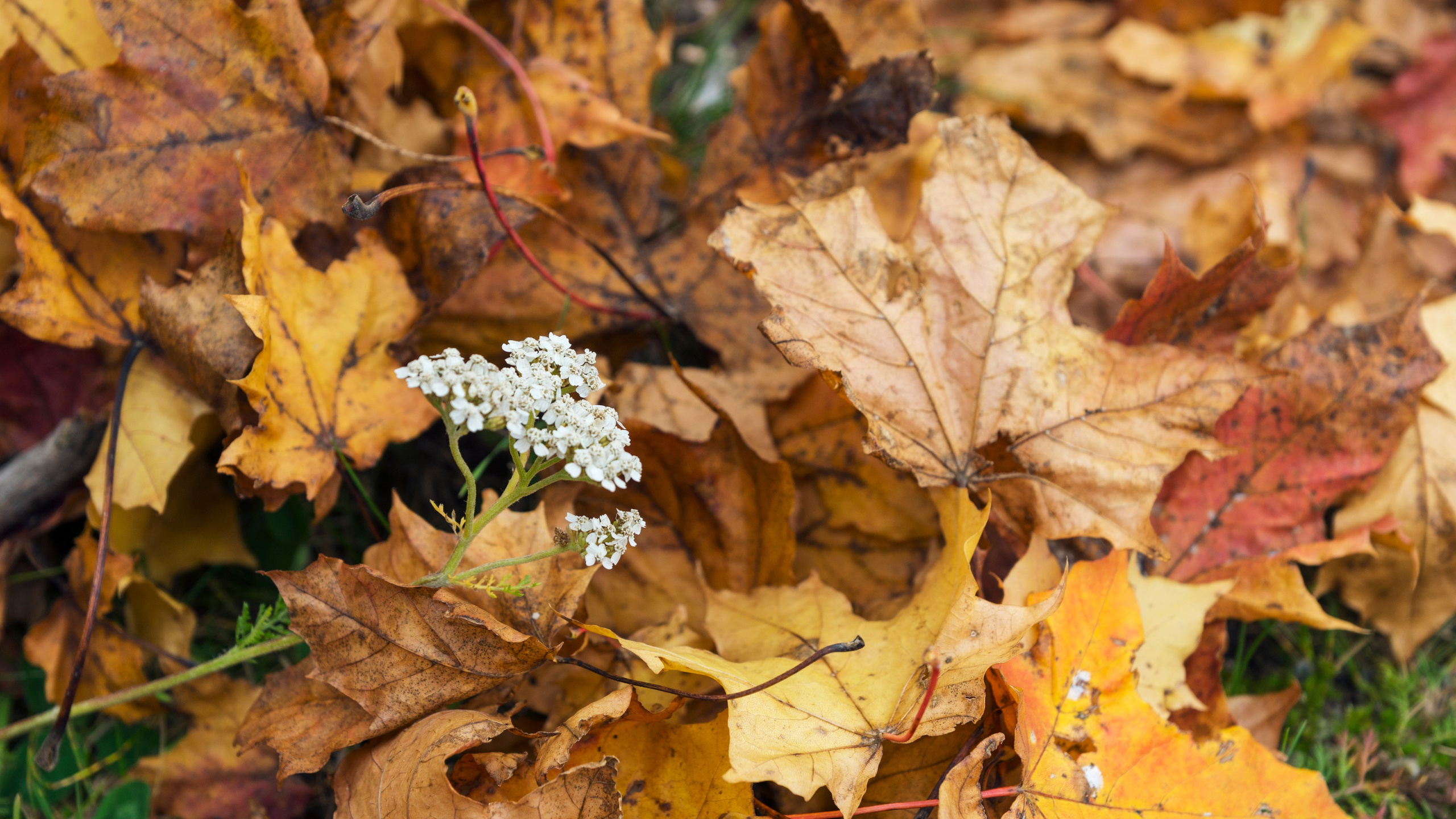 Хельсинки. Фотограф-путешественник Самойлов Максим «Sly Fox»