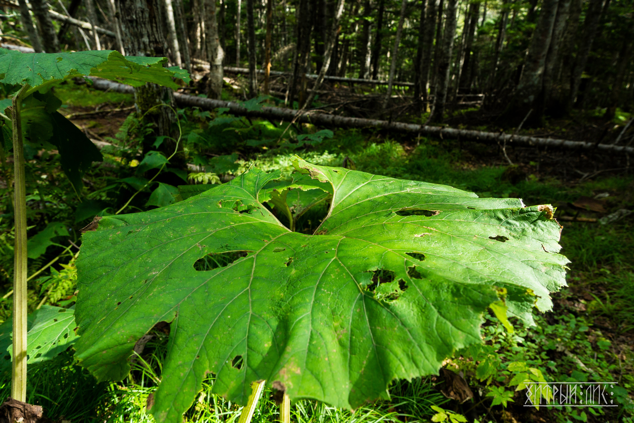 Сахалин. Фотограф-путешественник Самойлов Максим «Sly Fox»
