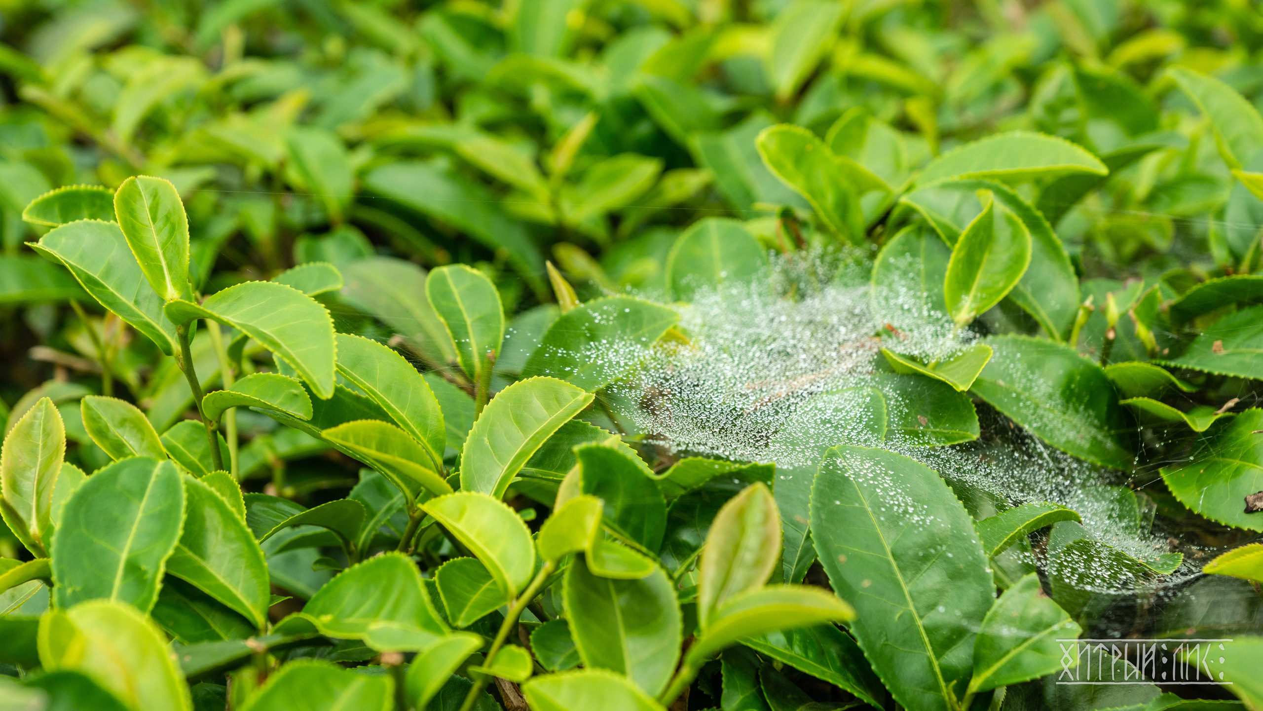 Вьетнам. Фотограф-путешественник Самойлов Максим «Sly Fox»