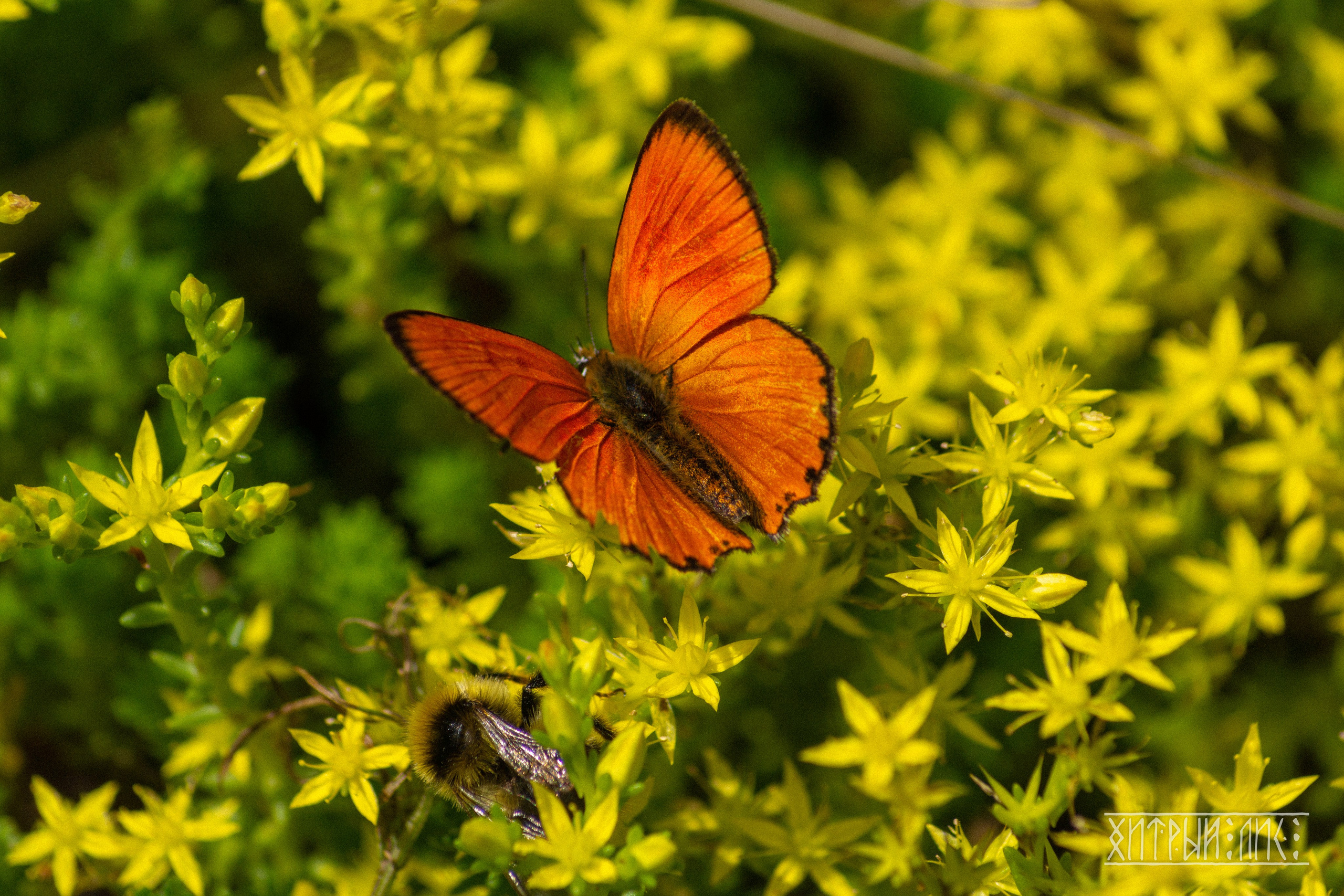 Беларусь. Фотограф-путешественник Самойлов Максим «Sly Fox»