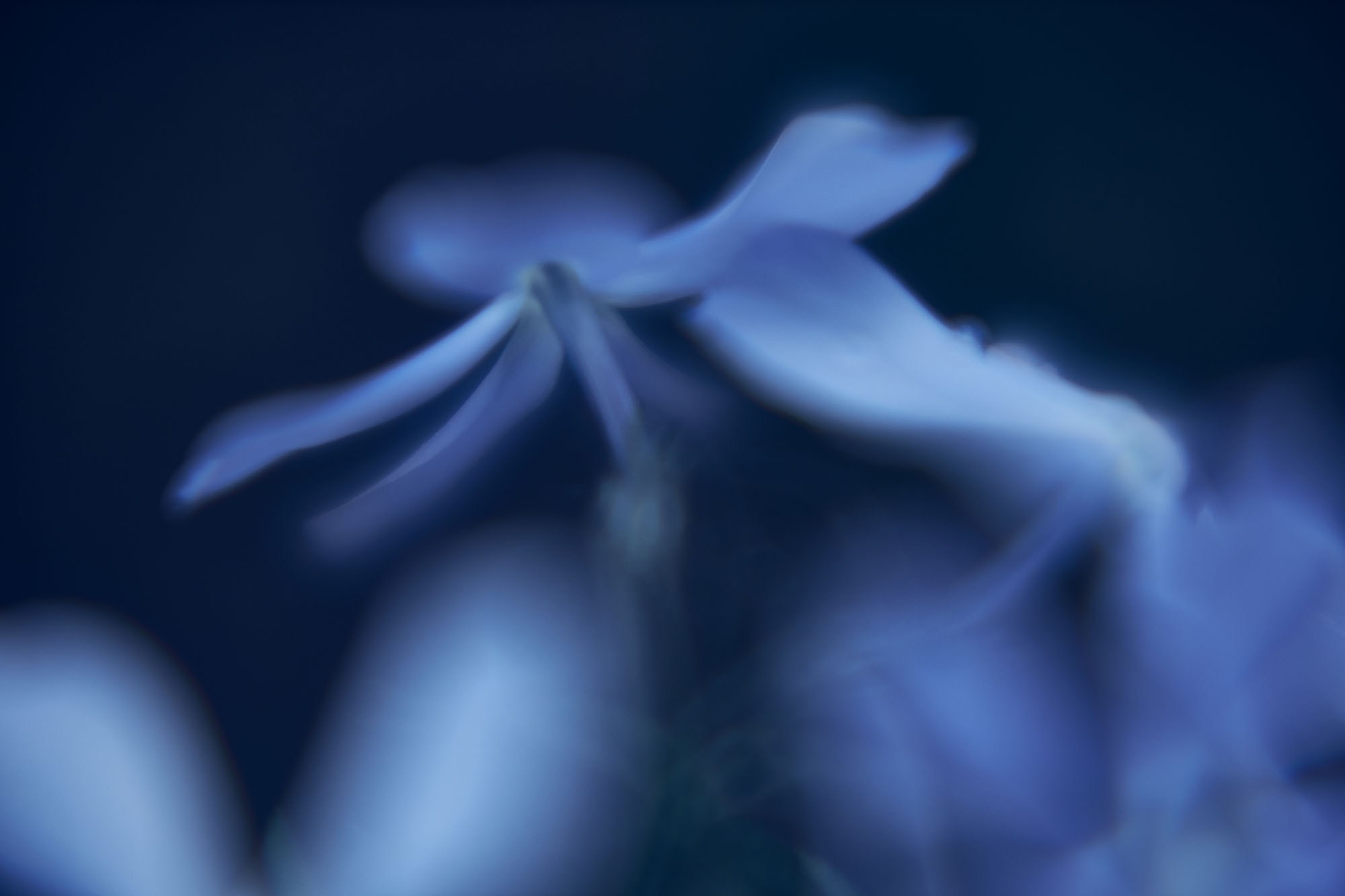 Макро-абстракция «Эфемерность» | Лимитированная серия. Sandra Marselly | Абстрактная Макро-Фотография