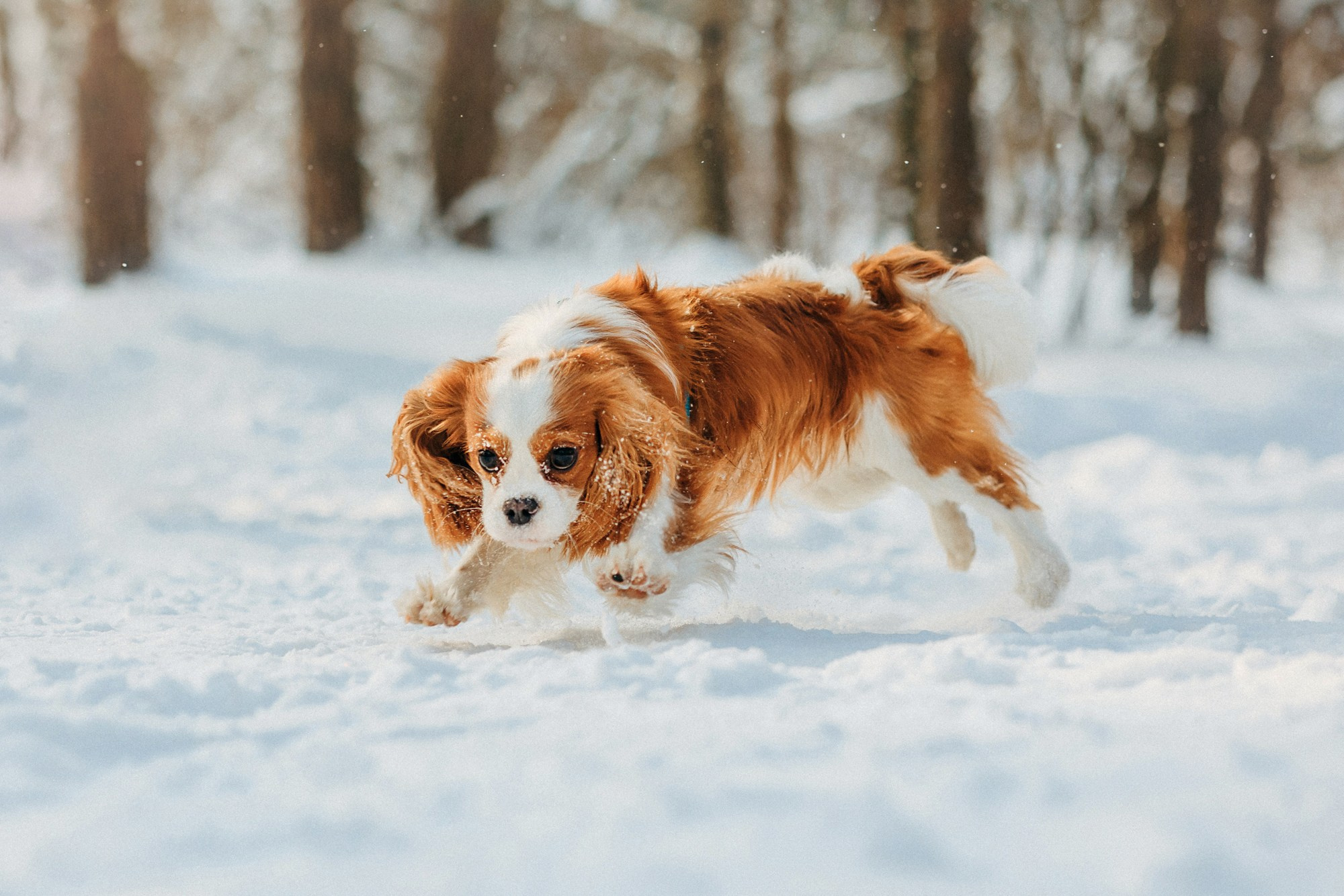 Юля, Илья и Майкл. Фотограф-анималист Елена Радченко, Москва