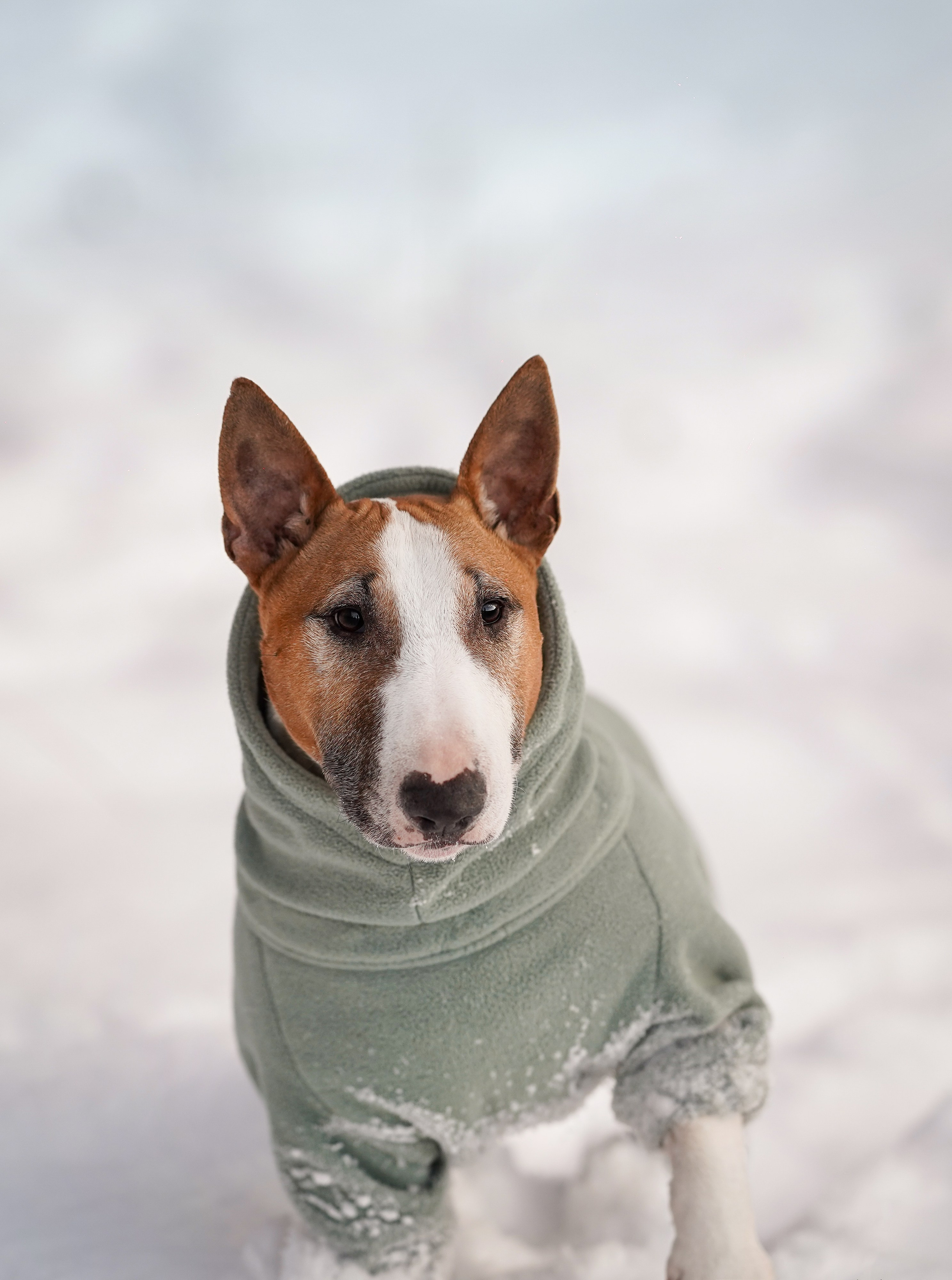 Панда и Юни Карелия. Фотограф-анималист в Санкт-Петербурге Яна Мартынова