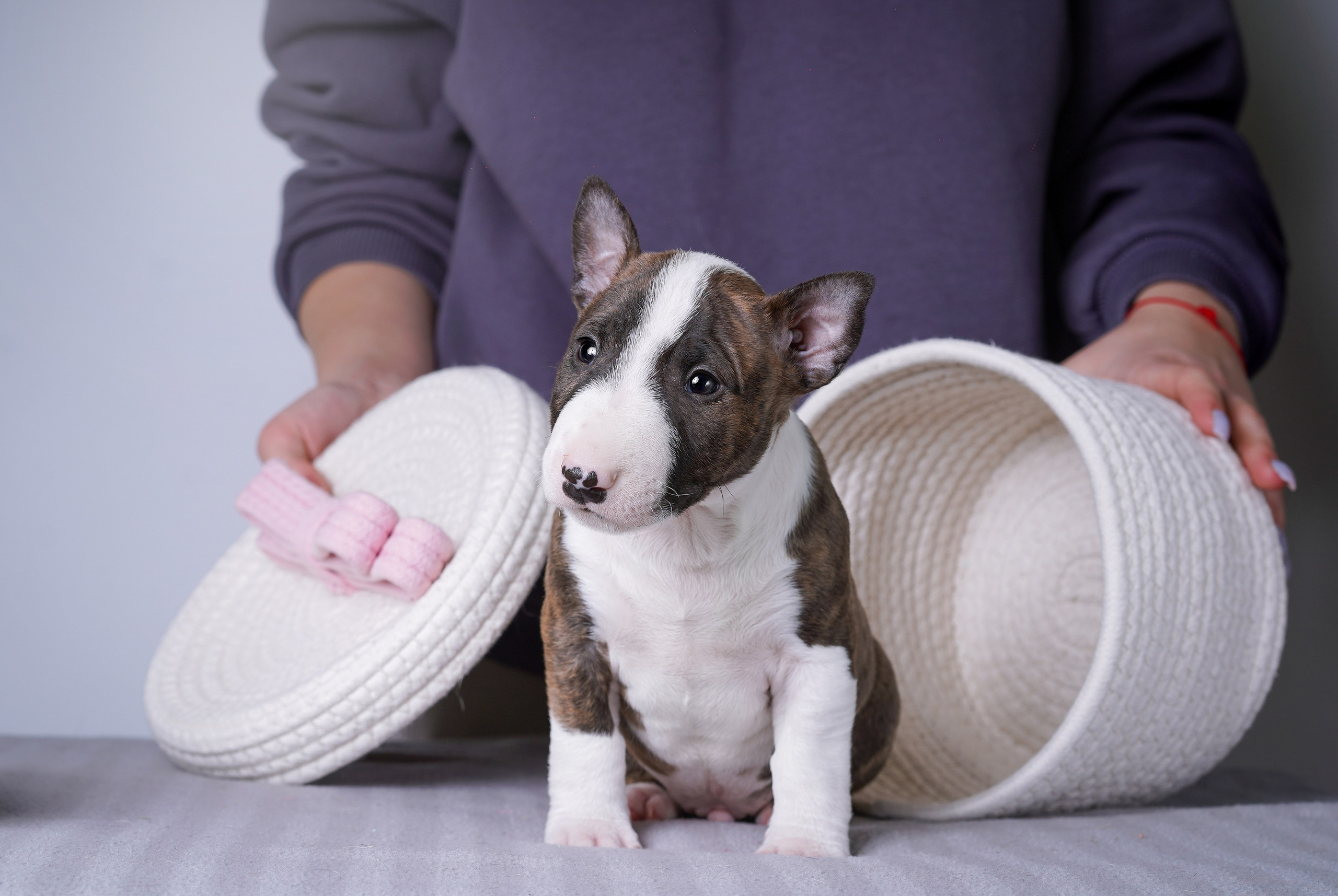 Щенки минибуля. Фотограф-анималист в Санкт-Петербурге Яна Мартынова
