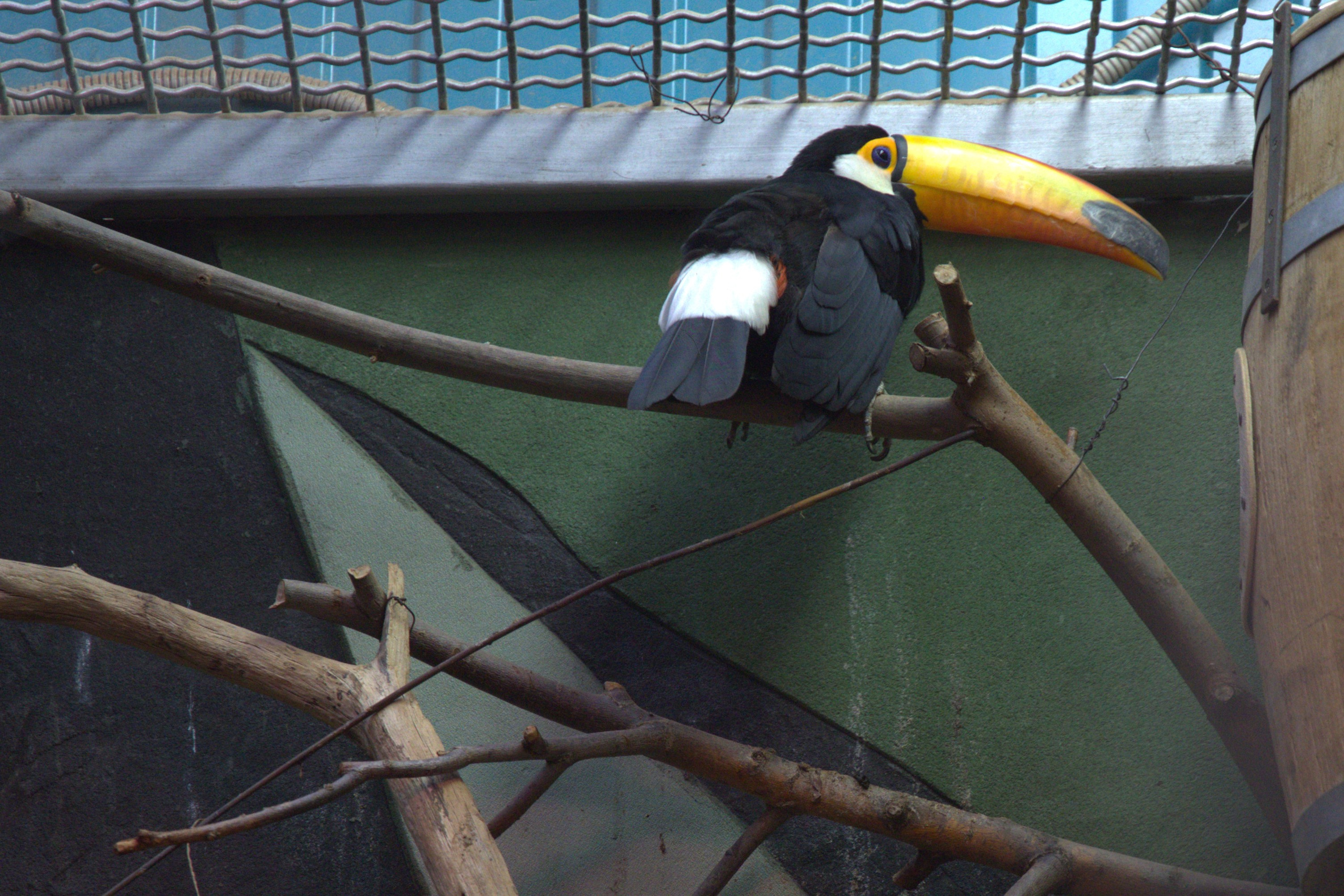 ЗООПАРК. ФОТОГРАФ В МОСКВЕ СТАНИСЛАВ КОБЗЕВ