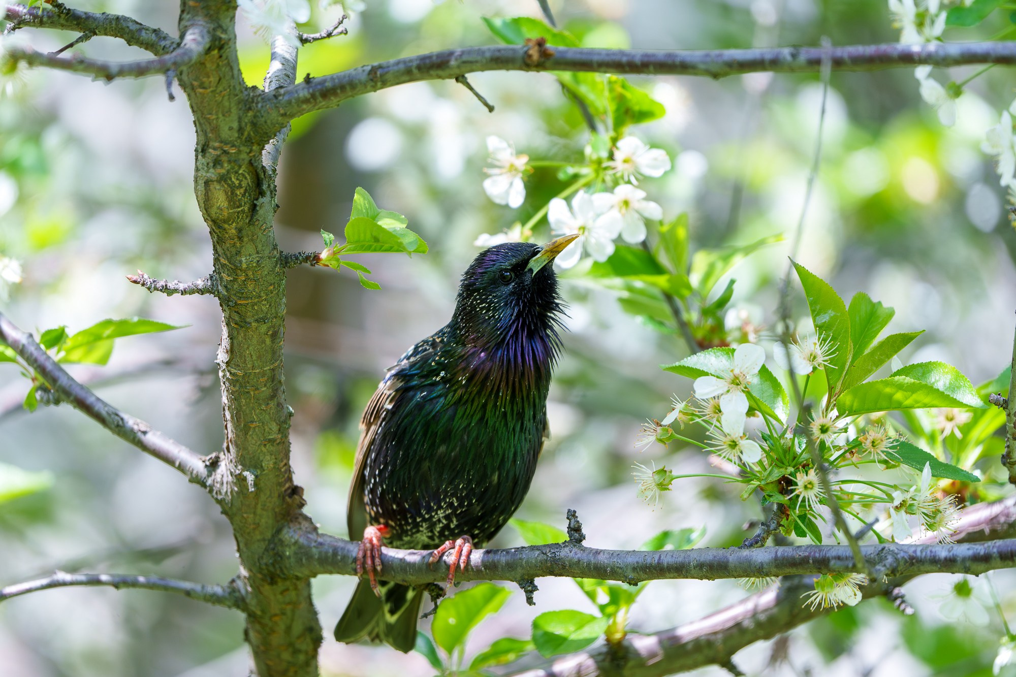 Удивительные мир птиц. Вокруг нас столько прекрасного — присмотритесь!. Ваш личный фотограф Марина Волкова