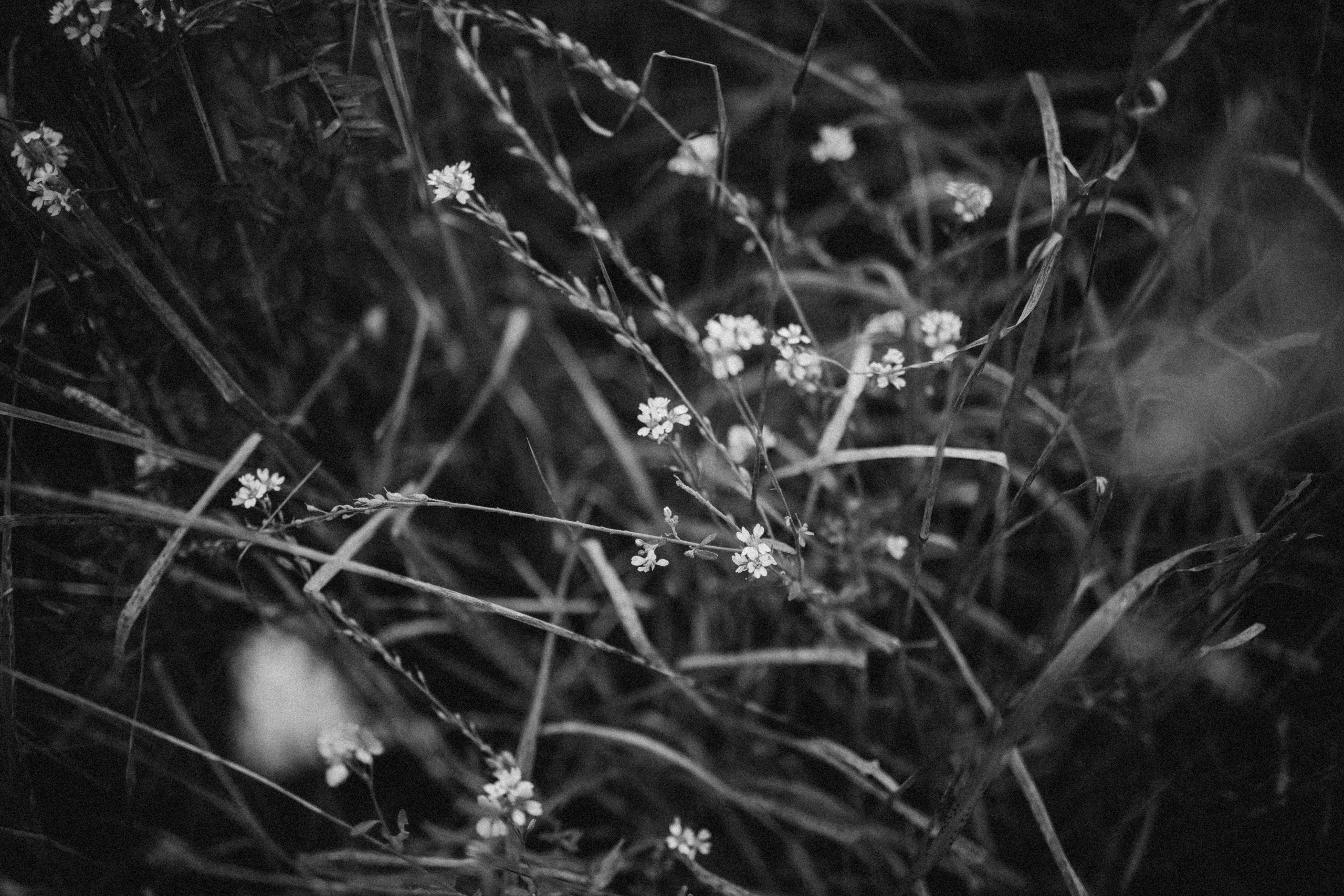 Лора и Джанго. Фотограф — Анималист | Санкт-Петербург