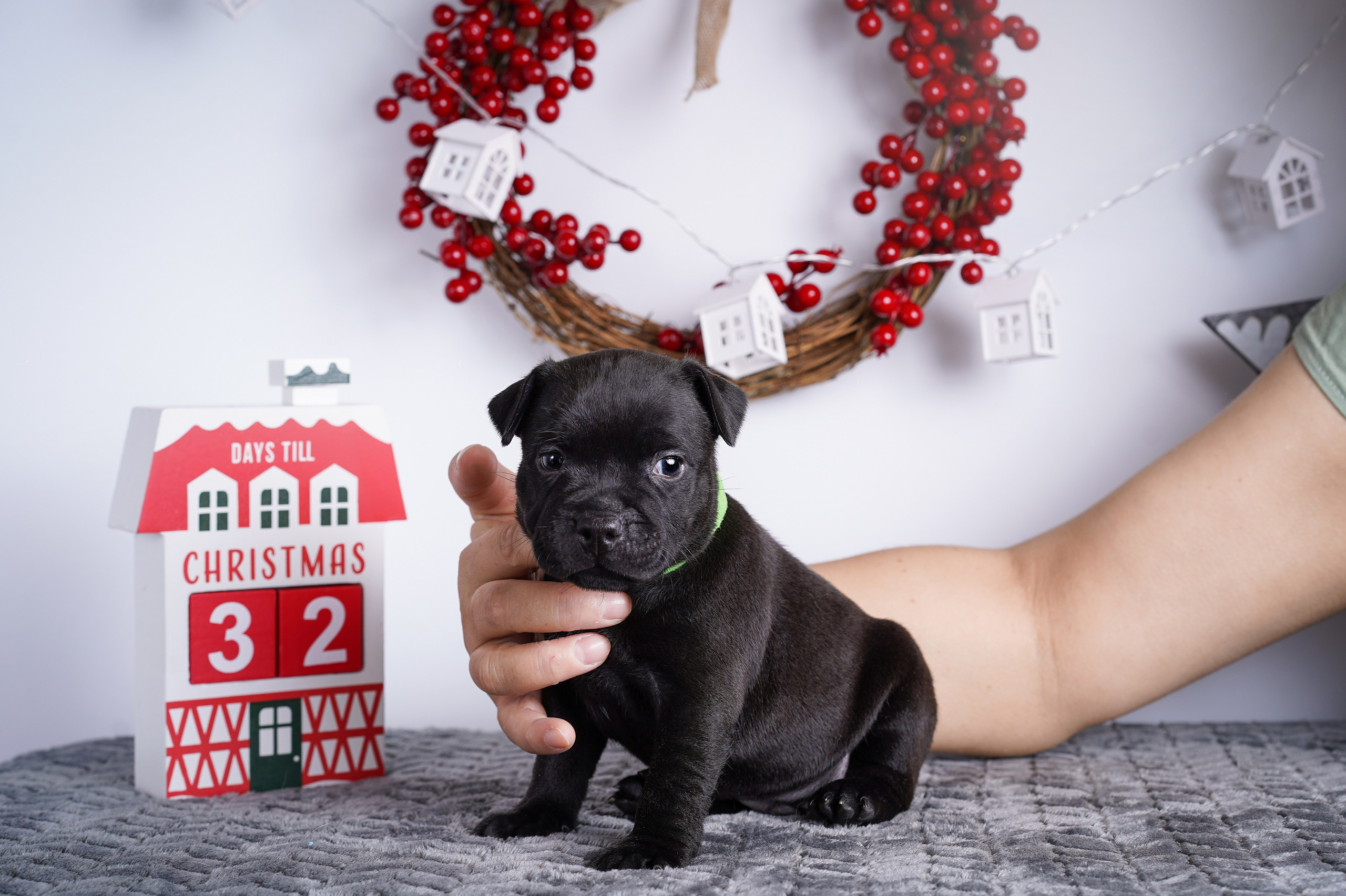 Щенки стаффи. Фотограф-анималист в Санкт-Петербурге Яна Мартынова