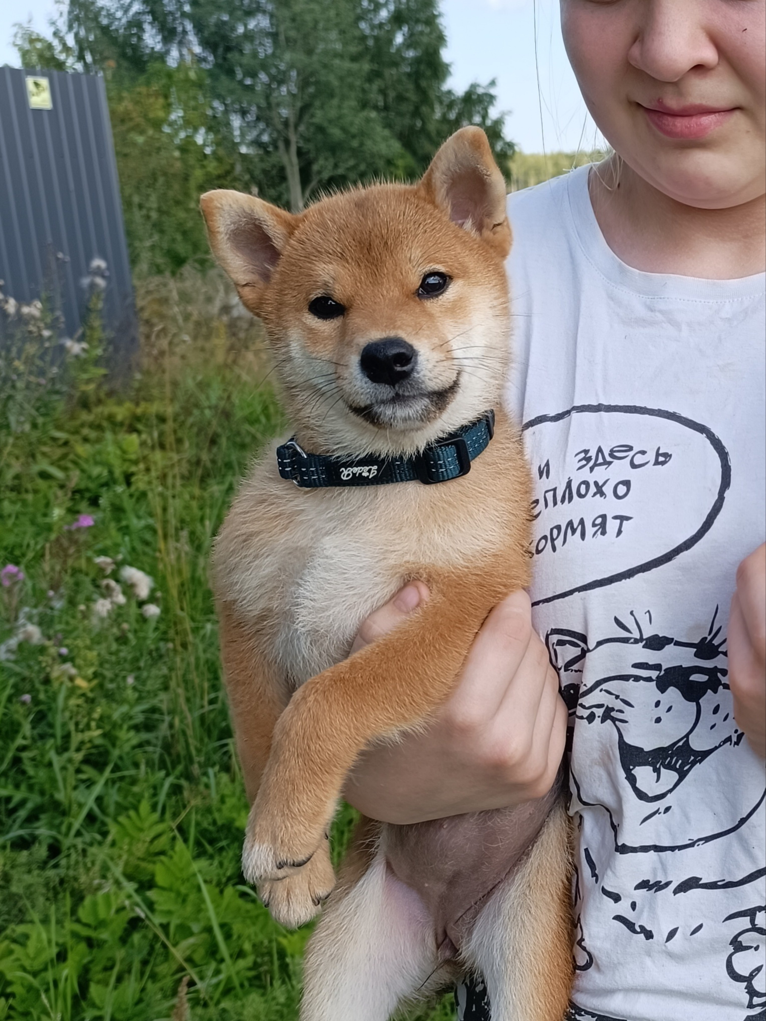 сиба питомник Рубилайт щенки на продажу rubylight  сиба щенки купить СПб Санкт-Петербург 