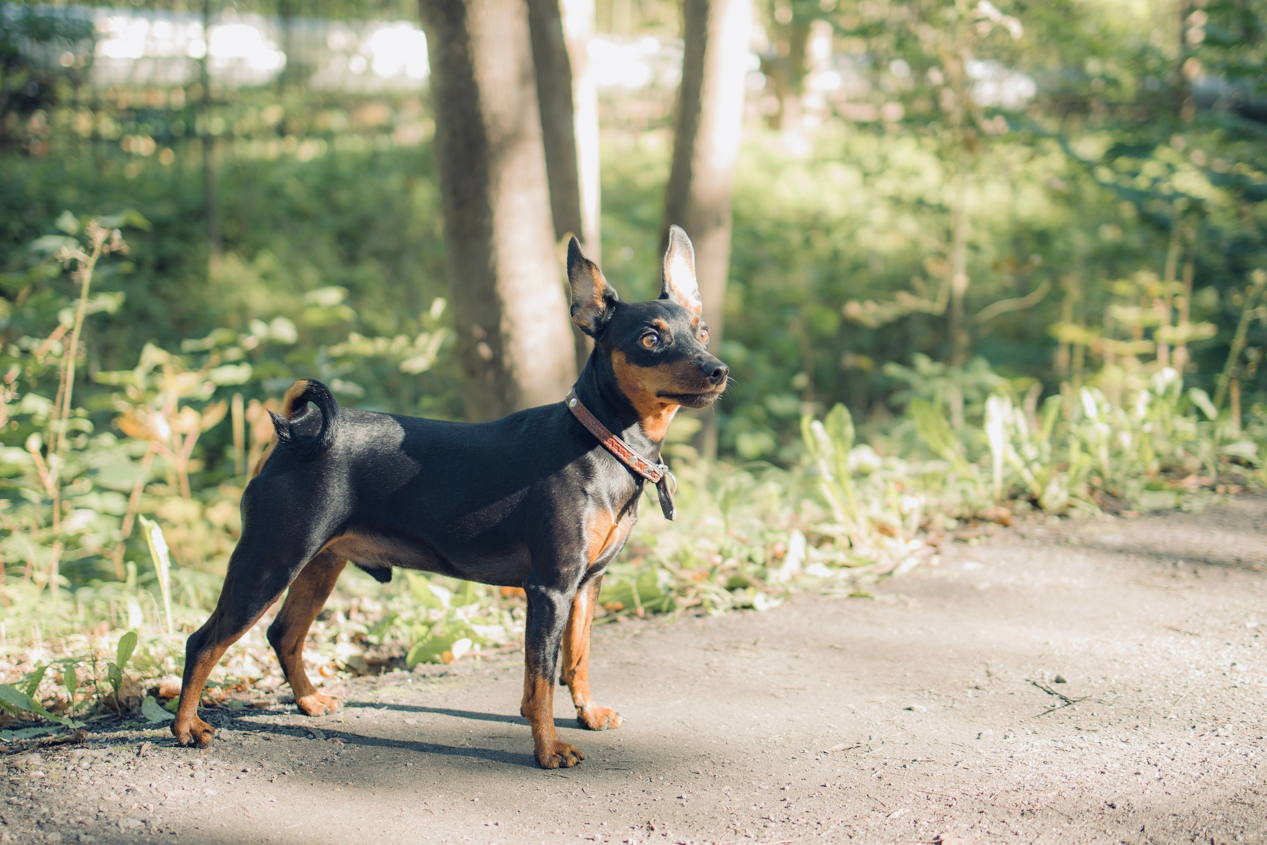 Животные. Художественная фотография