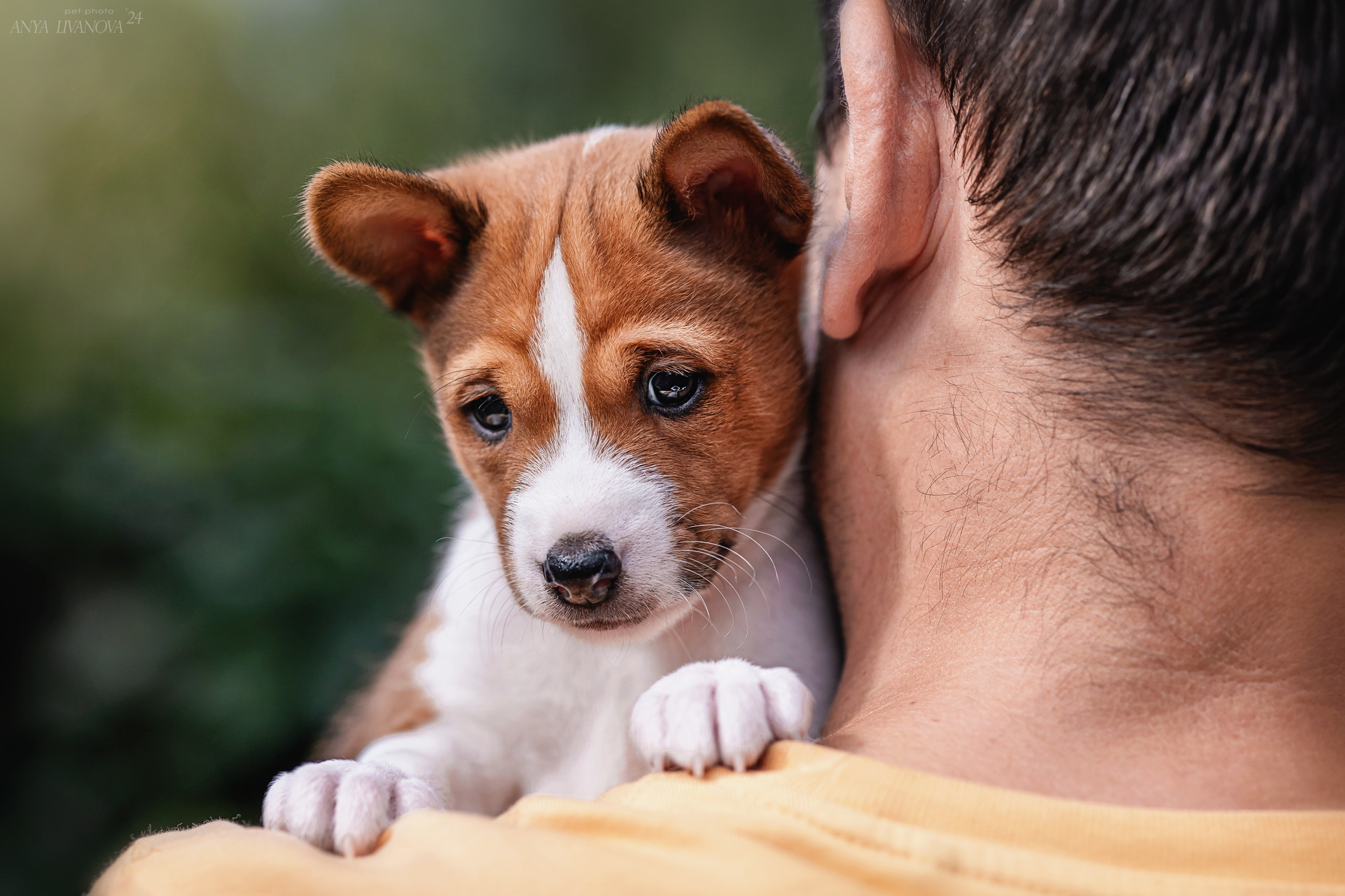 Басенджи. Фотограф анималист Аня Ливанова | Рыбинск
