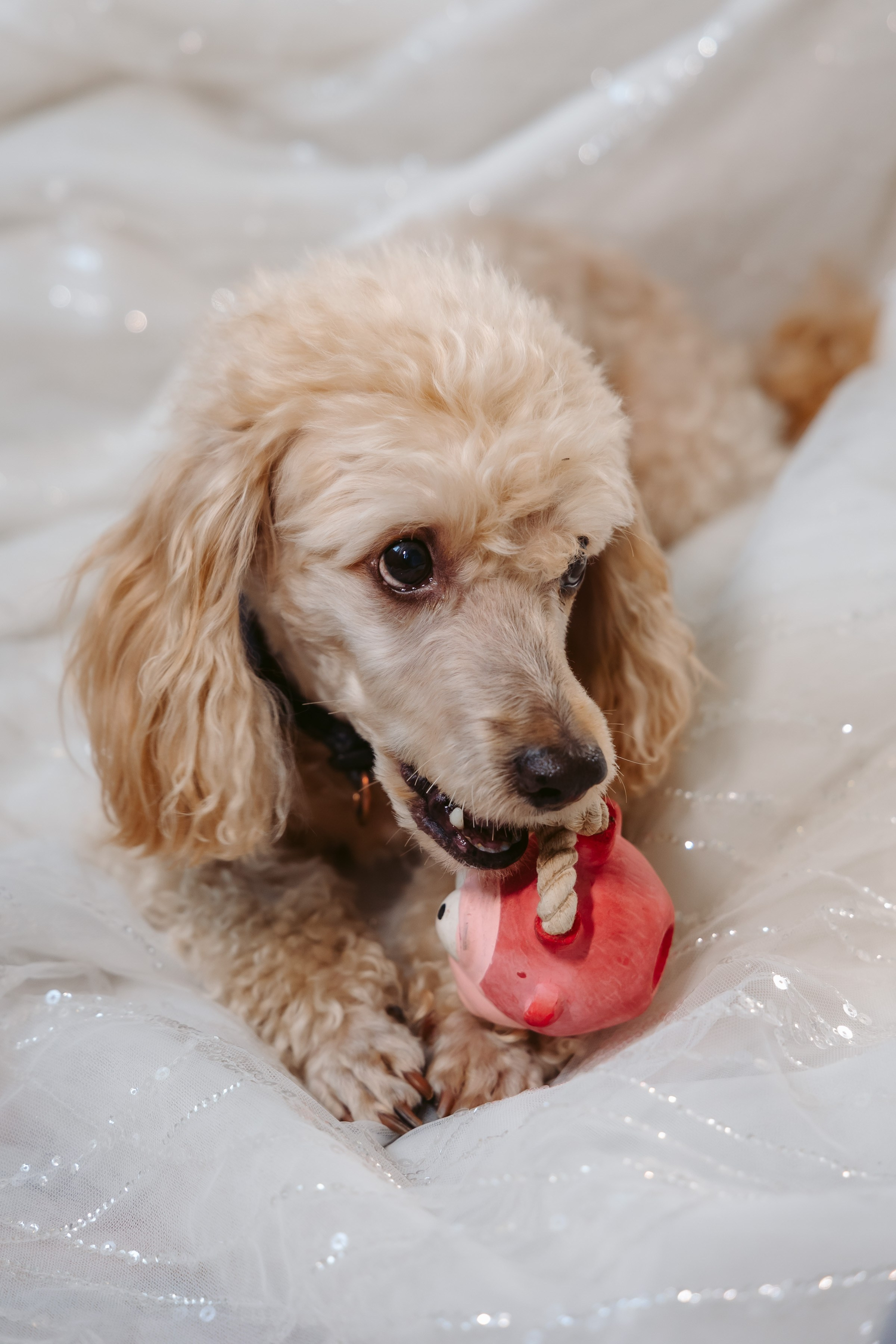 Свадьба А & А. Свадебный Фотограф в Москве Гор Магтагян