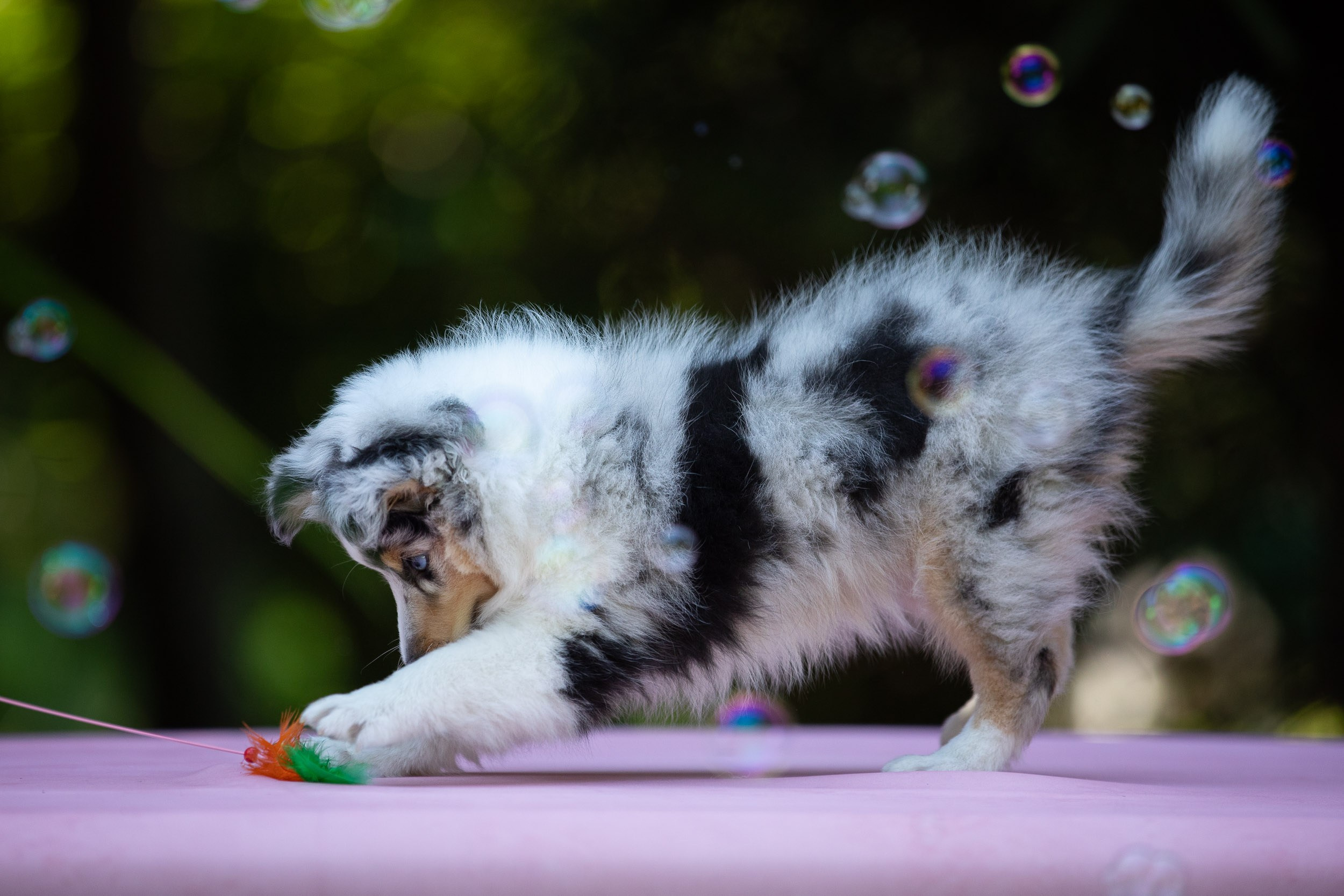 Фото щенков в мыльных пузырях. Фотограф-анималист в Москве и Московской области Татьяна Фролова