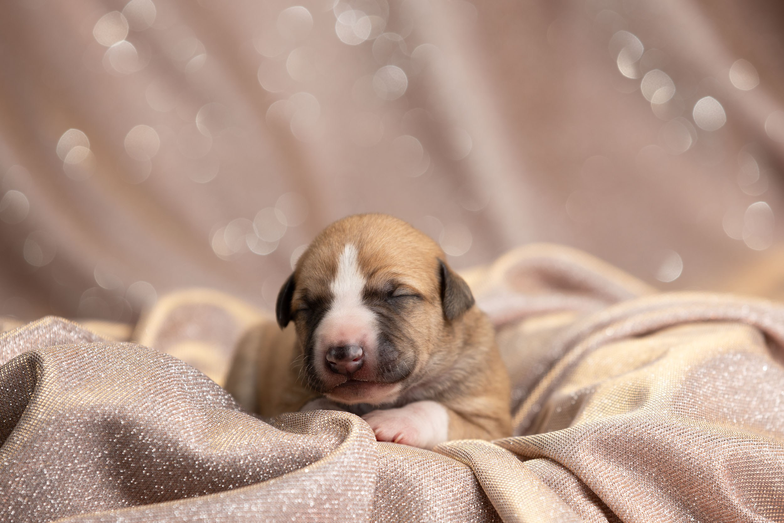 Ньюборн для щенков уиппета. Фотограф-анималист в Москве и Московской области Татьяна Фролова
