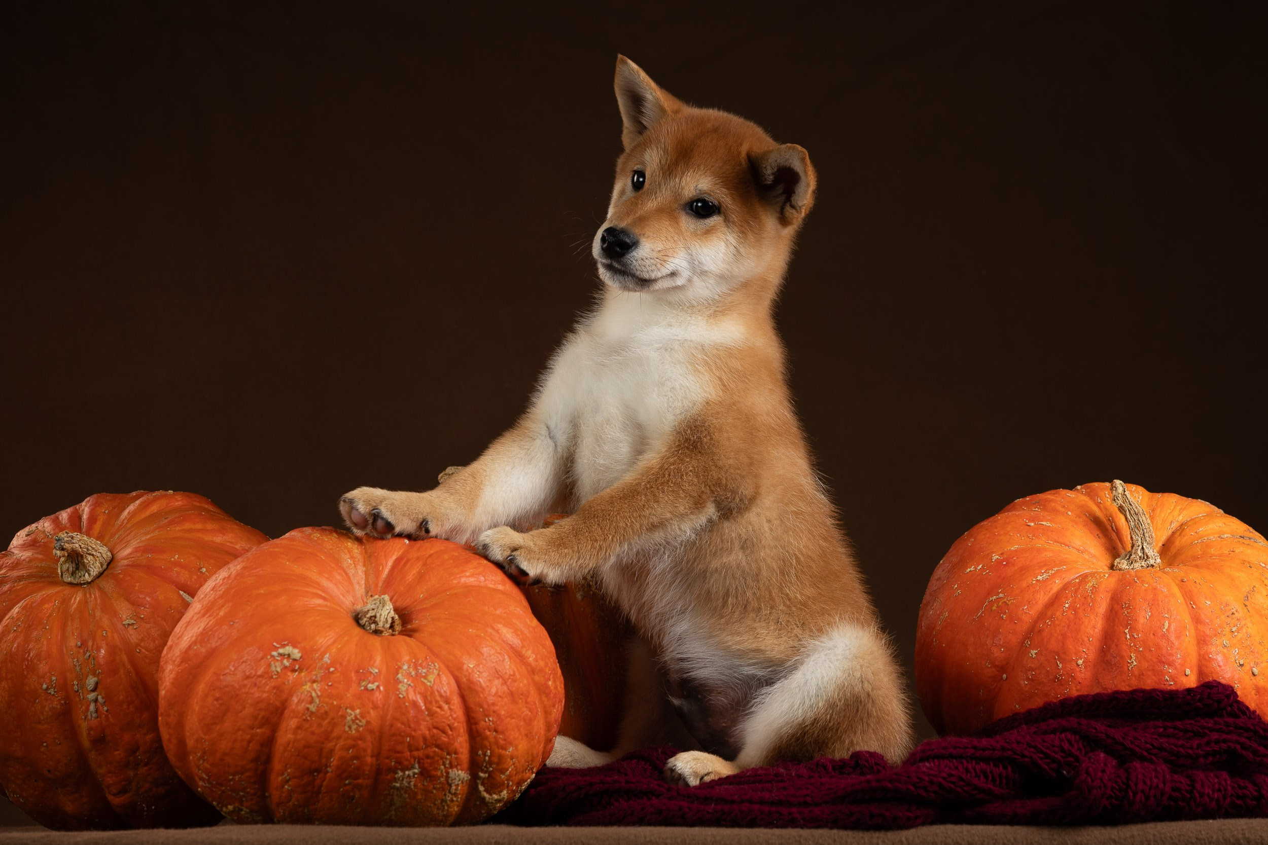Съемка щенков на продажу с искусственным светом. Фотограф-анималист в Москве и Московской области Татьяна Фролова