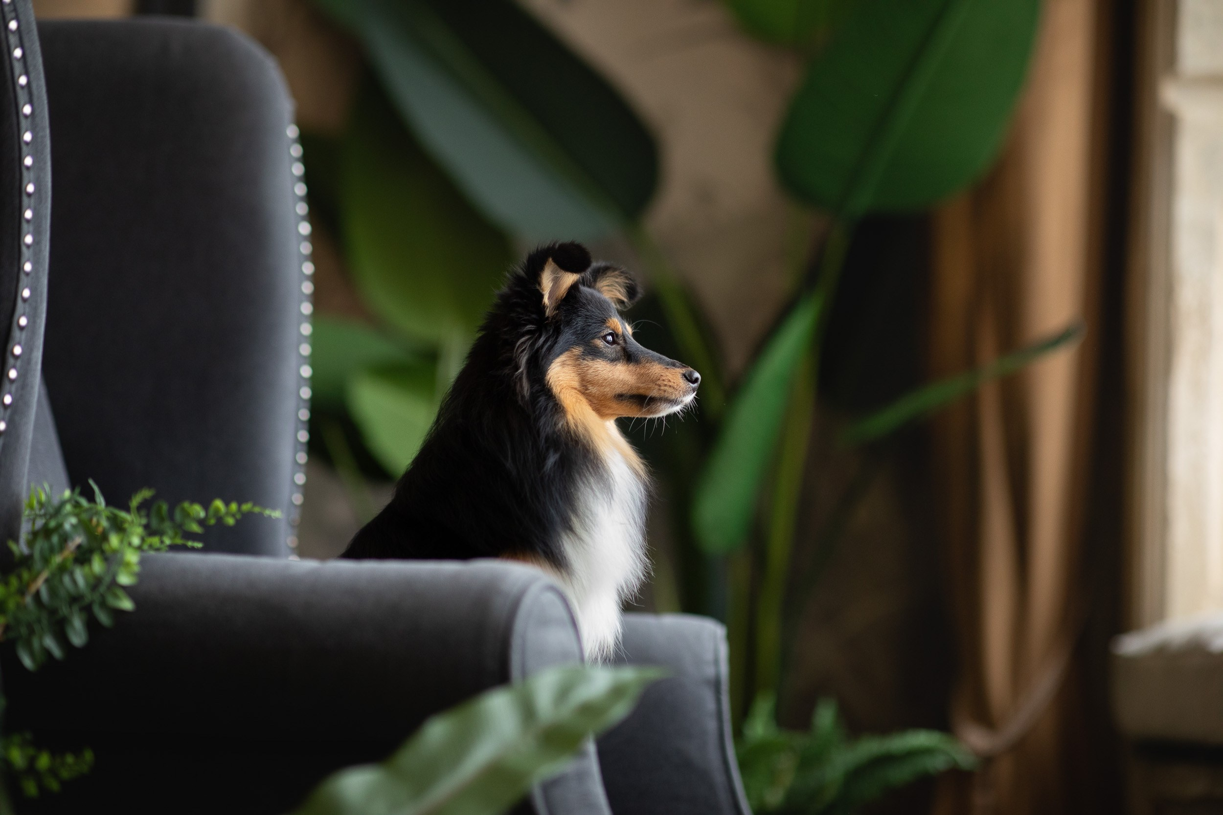 Съемка с собакой в студии Москва. Фотограф-анималист в Москве и Московской области Татьяна Фролова
