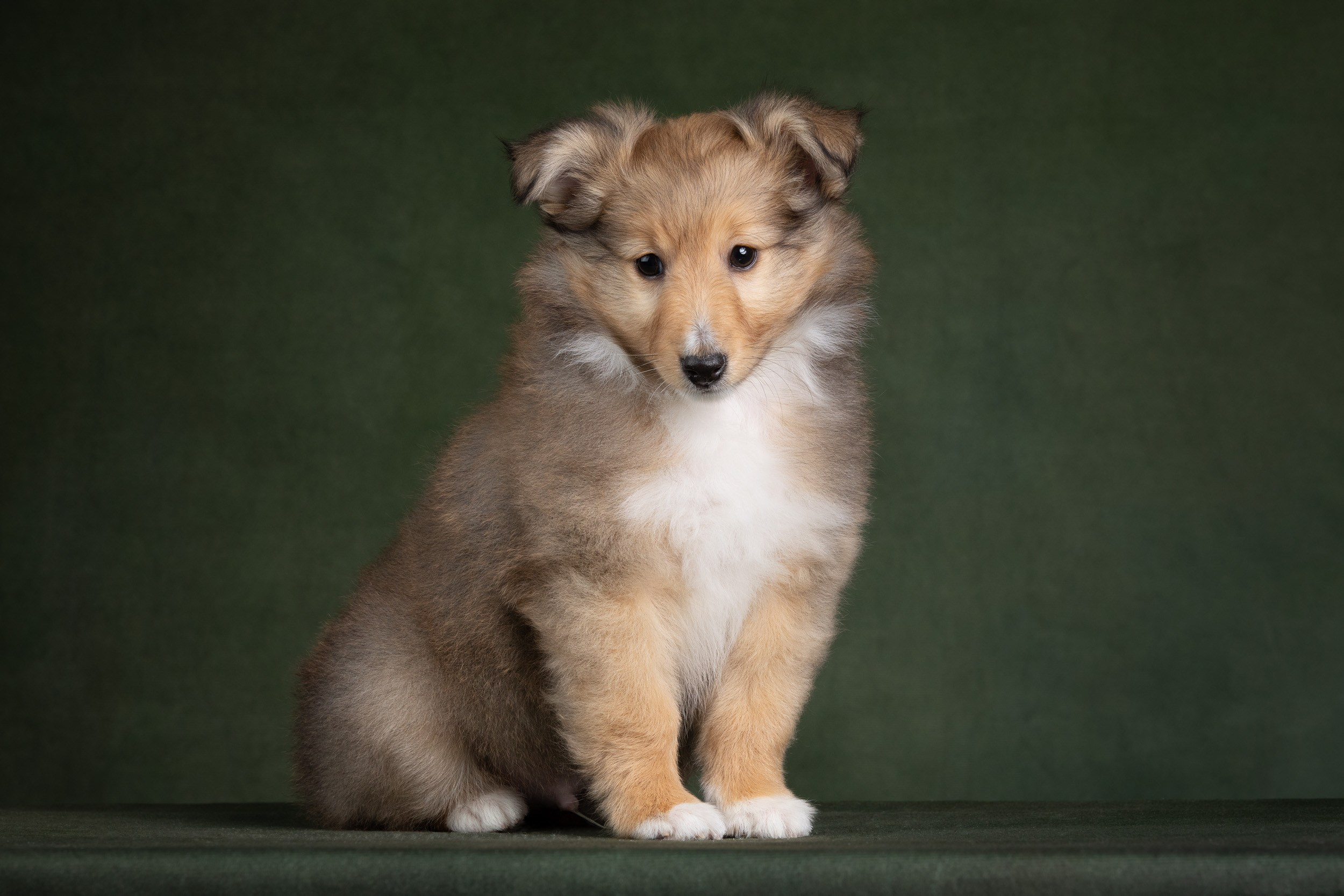 Помет щенков в 2 месяца. Фотограф-анималист в Москве и Московской области Татьяна Фролова
