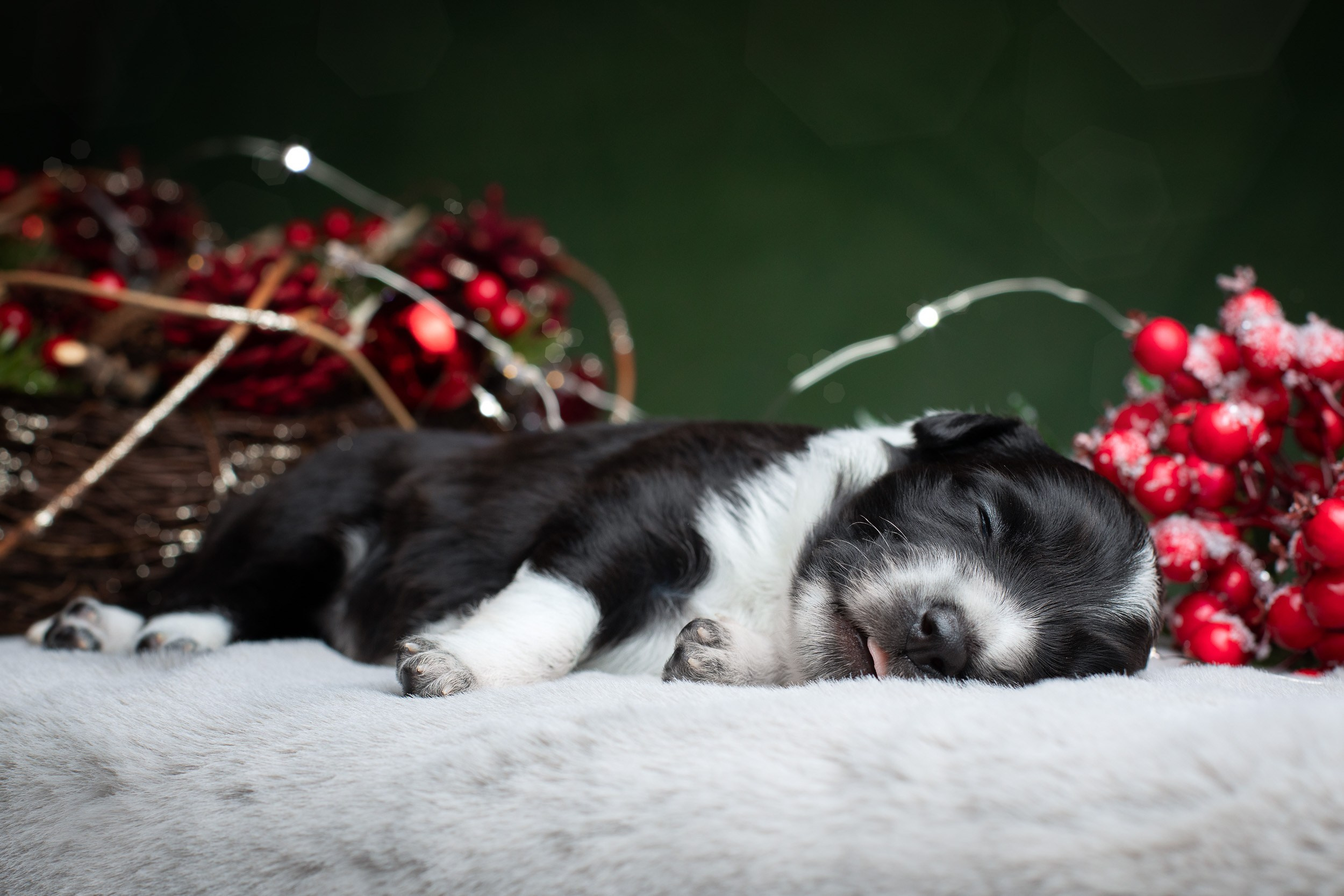 Студийная ньюборн съемка помета бордер-колли. Фотограф-анималист в Москве и Московской области Татьяна Фролова