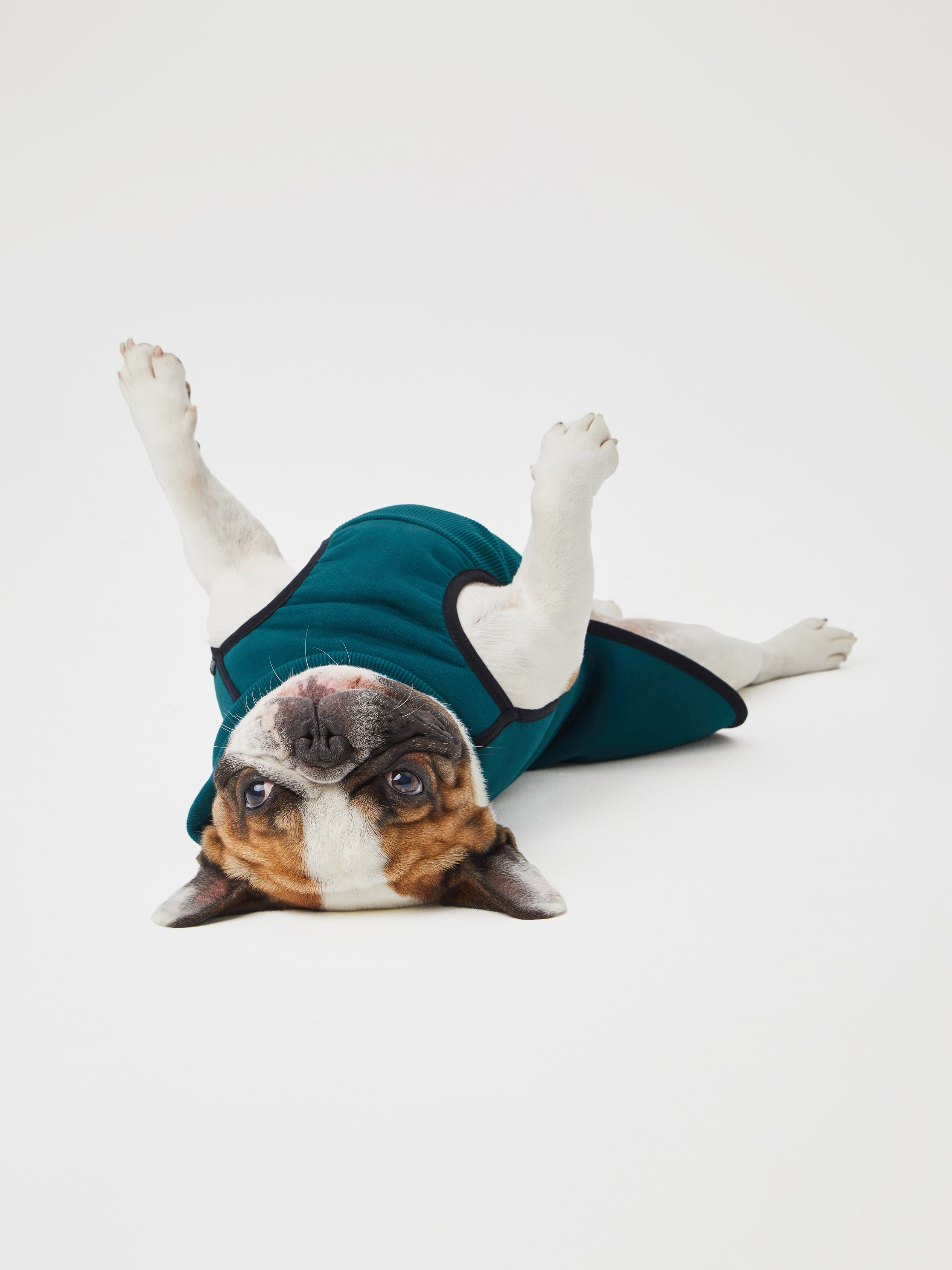 Каталоги. Pets Photography / Фотограф Собак