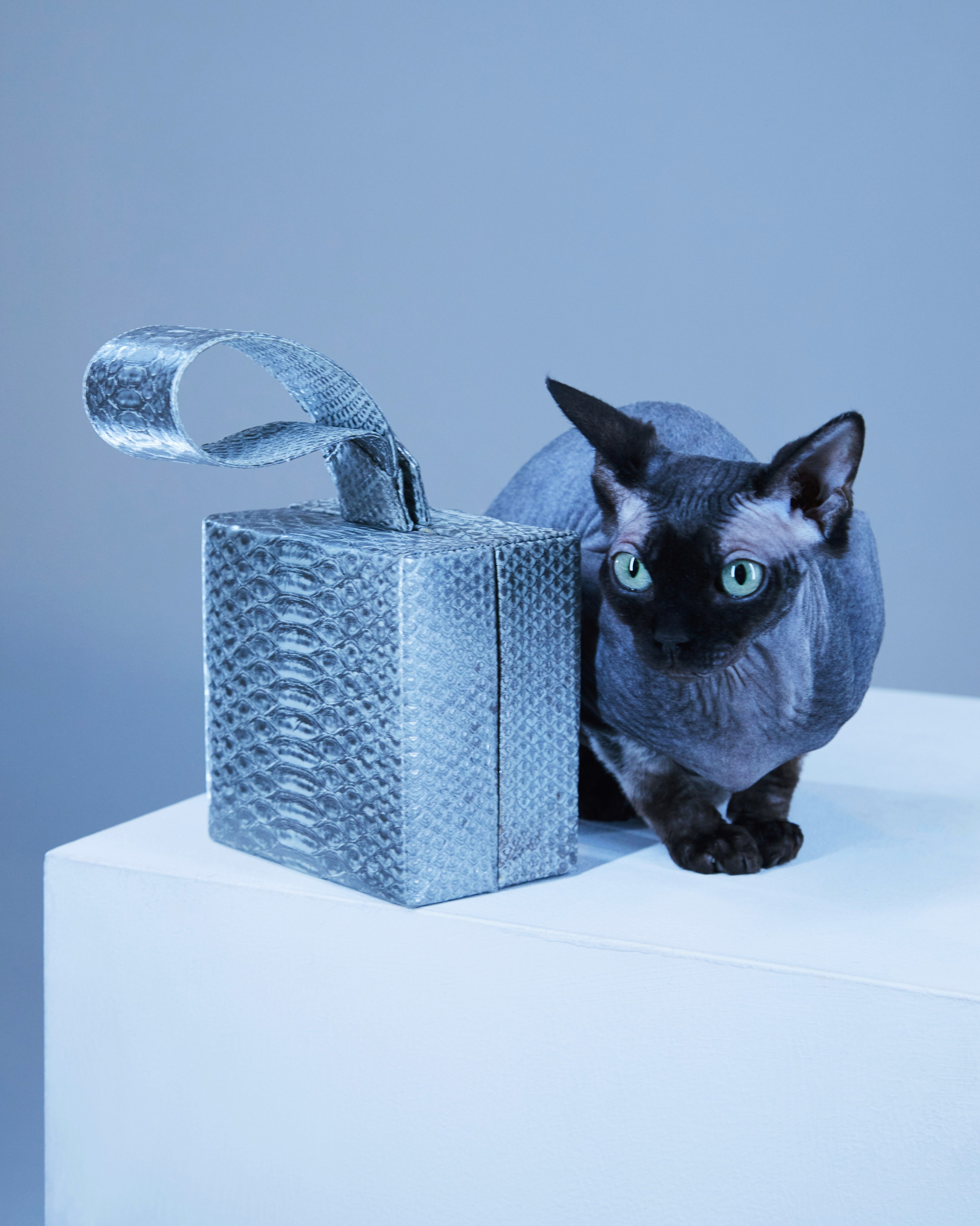 Другие животные. Pets Photography / Фотограф Собак