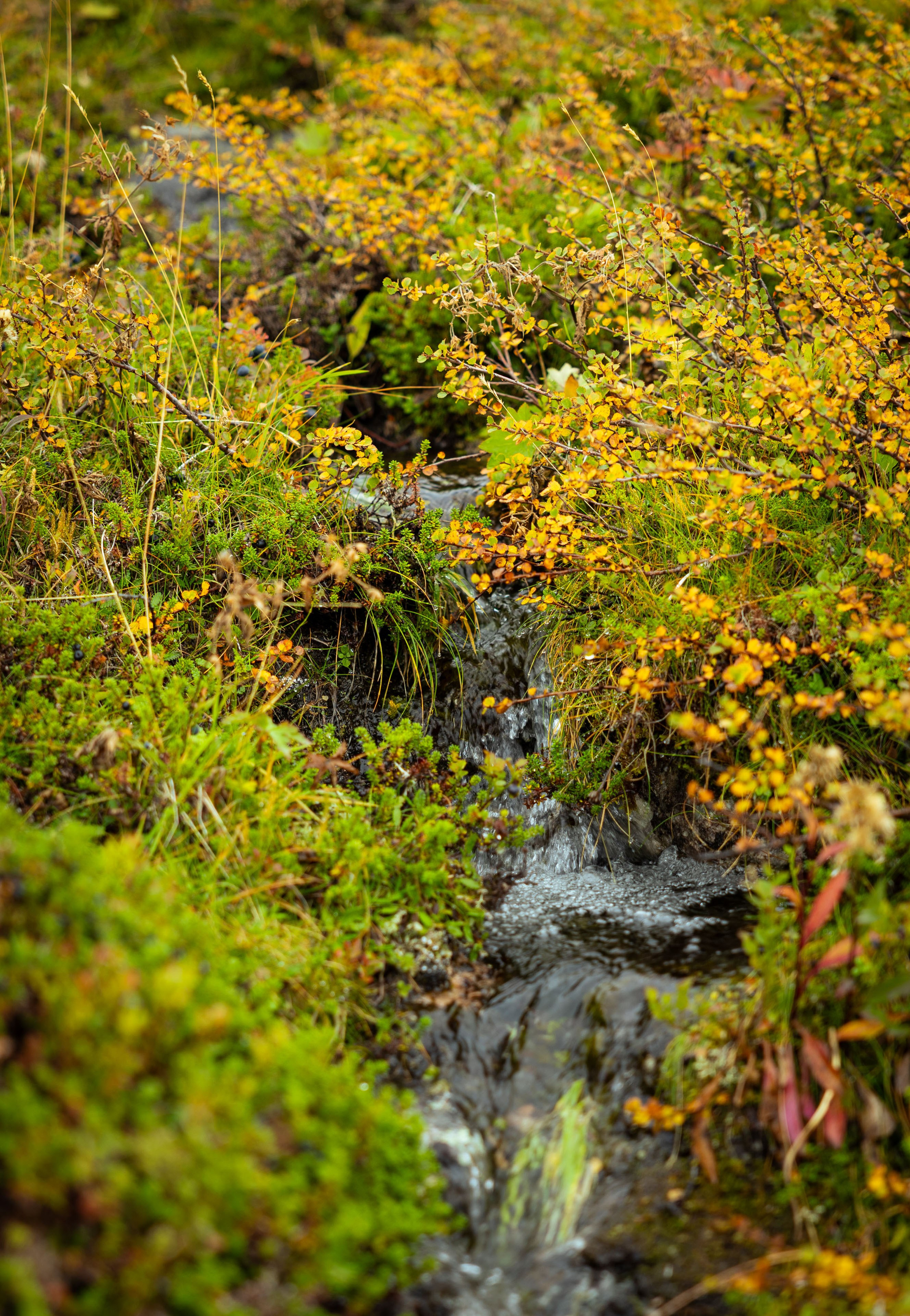 Кольский (осень 2025). Фотограф Виноградов Константин