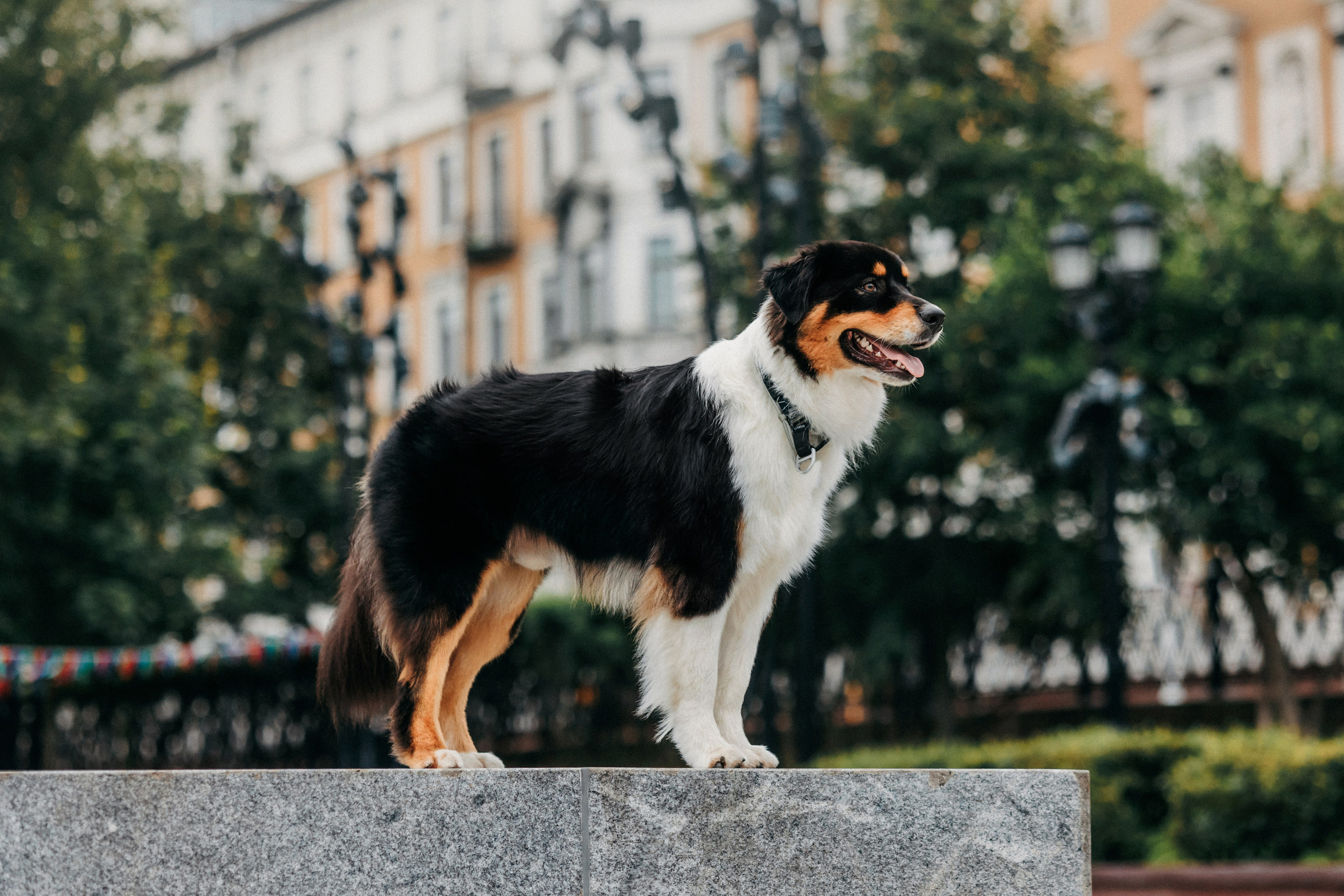 Лена и Рэй. Фотограф-анималист Елена Радченко, Москва