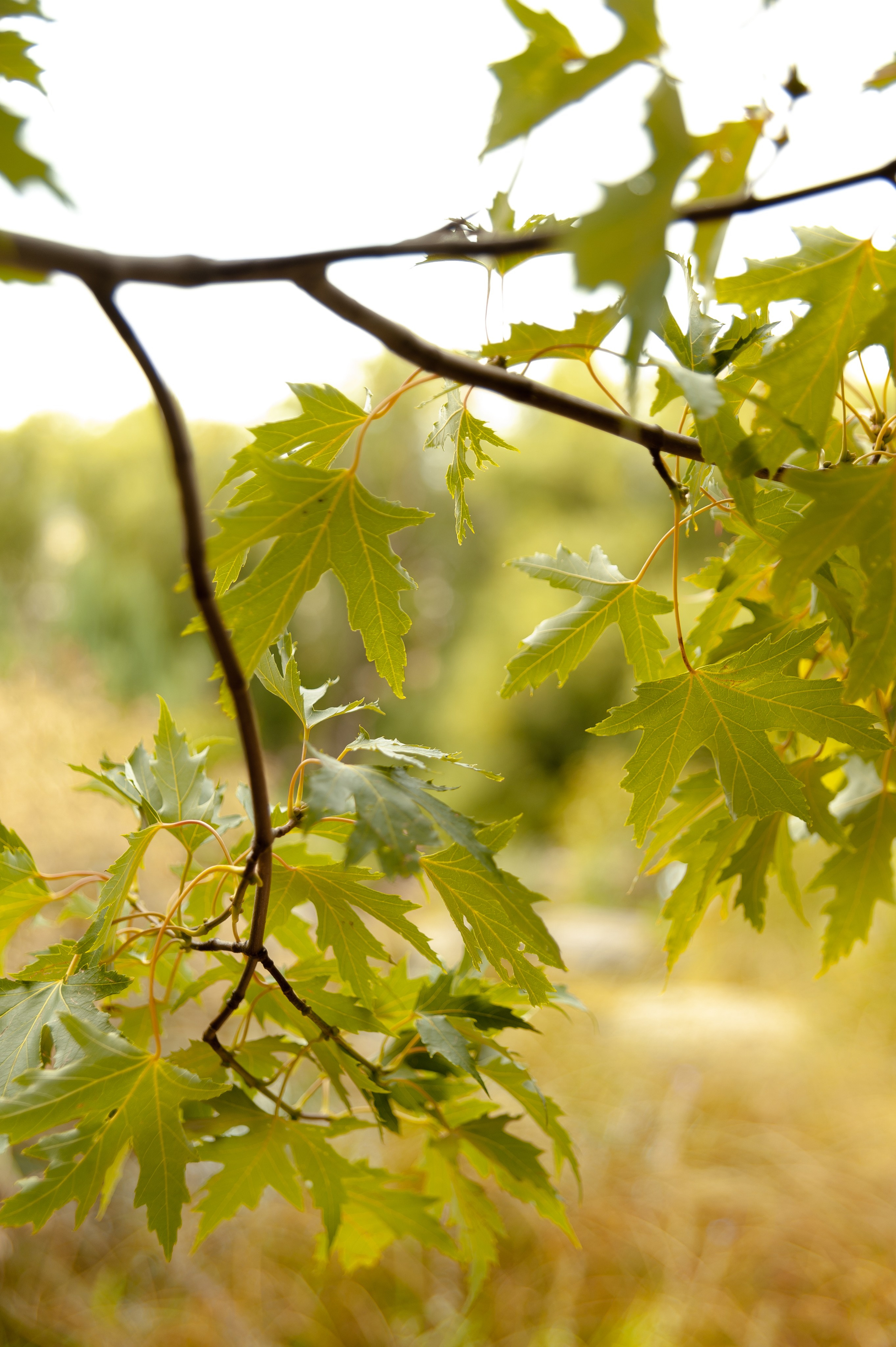 Максим и Геля. Фотограф в Екатеринбурге Артём Зайнетдинов