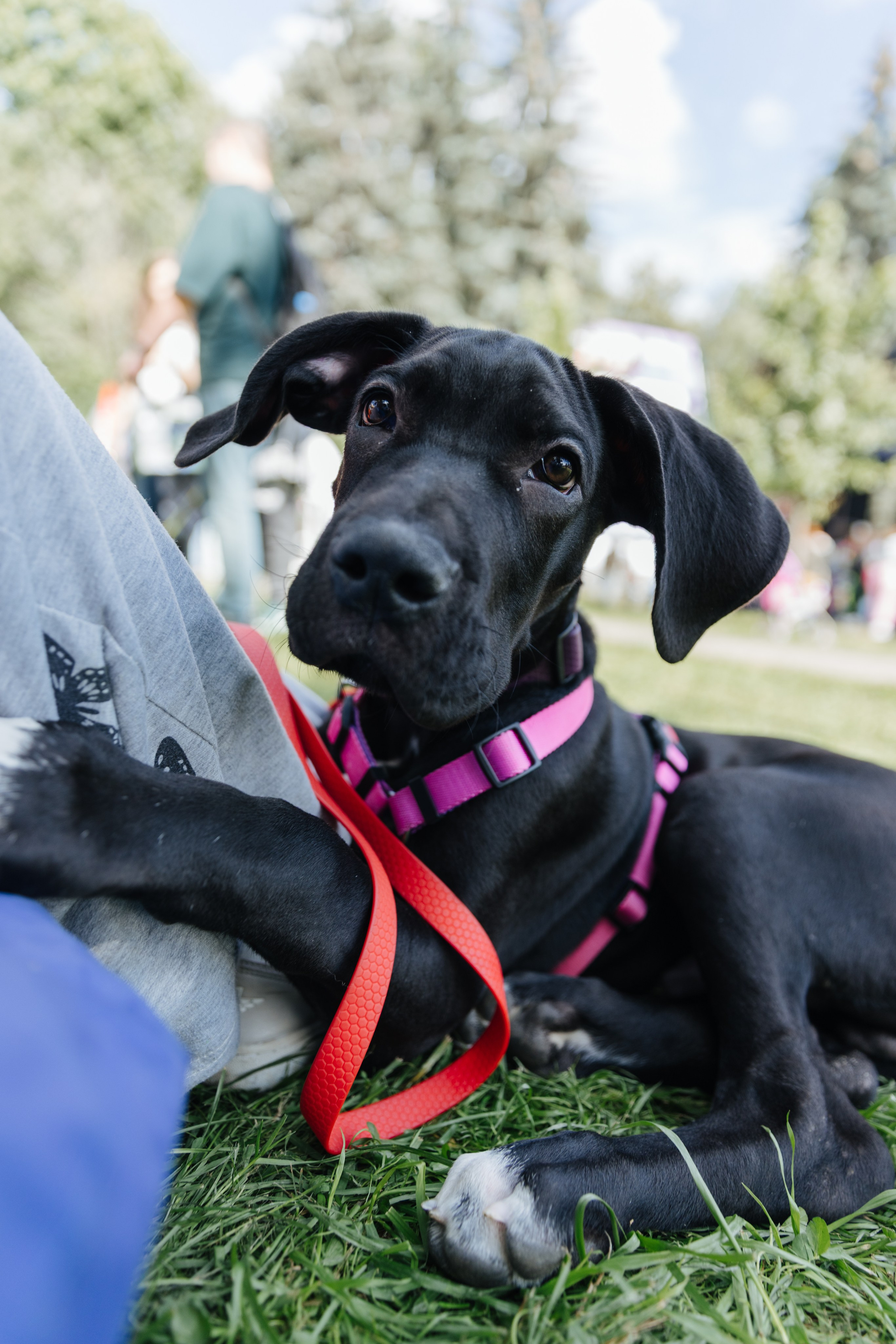 Хвостатый репортаж. Аксана Лисовская фотограф в Москве. Фотографии с характером