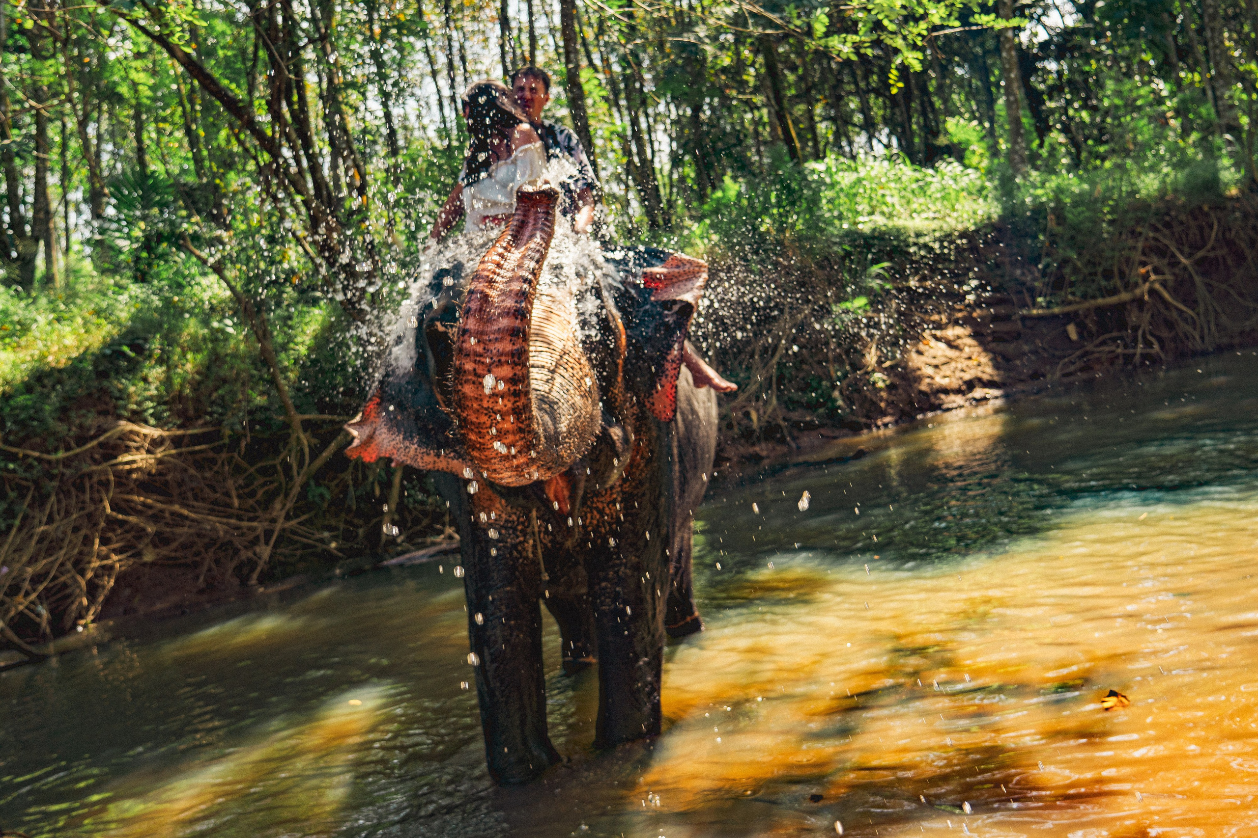 Bathing with elephants in Pinnawala, Botanical Garden