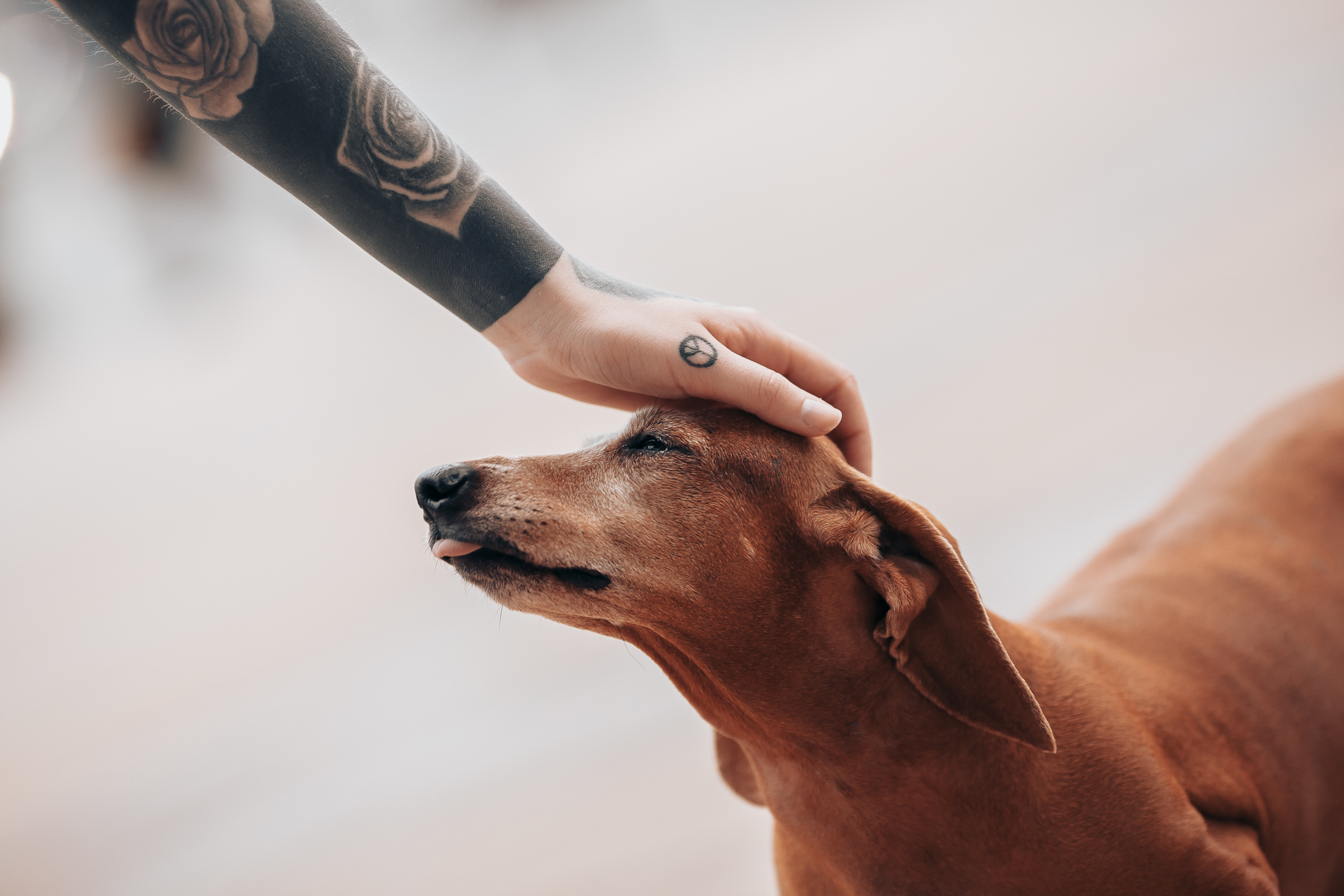 Леша и Алина. Свадебный фотограф в Краснодаре Николай Крауз