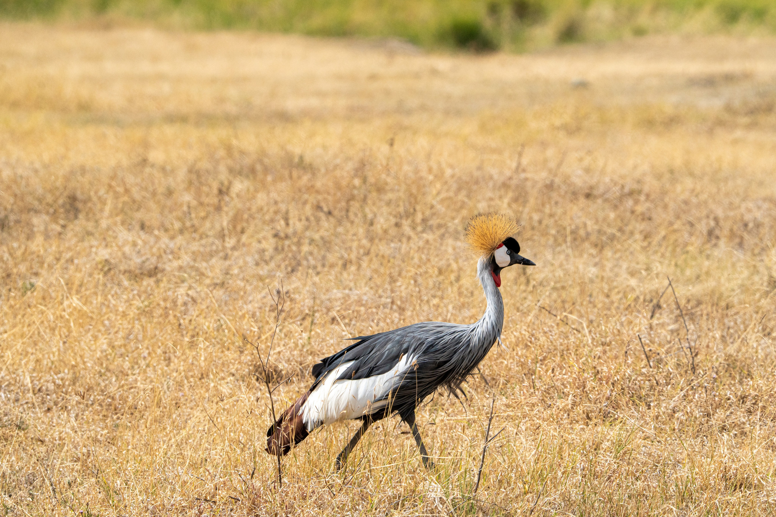 Танзания, сафари, 2025. Творческие сьемки