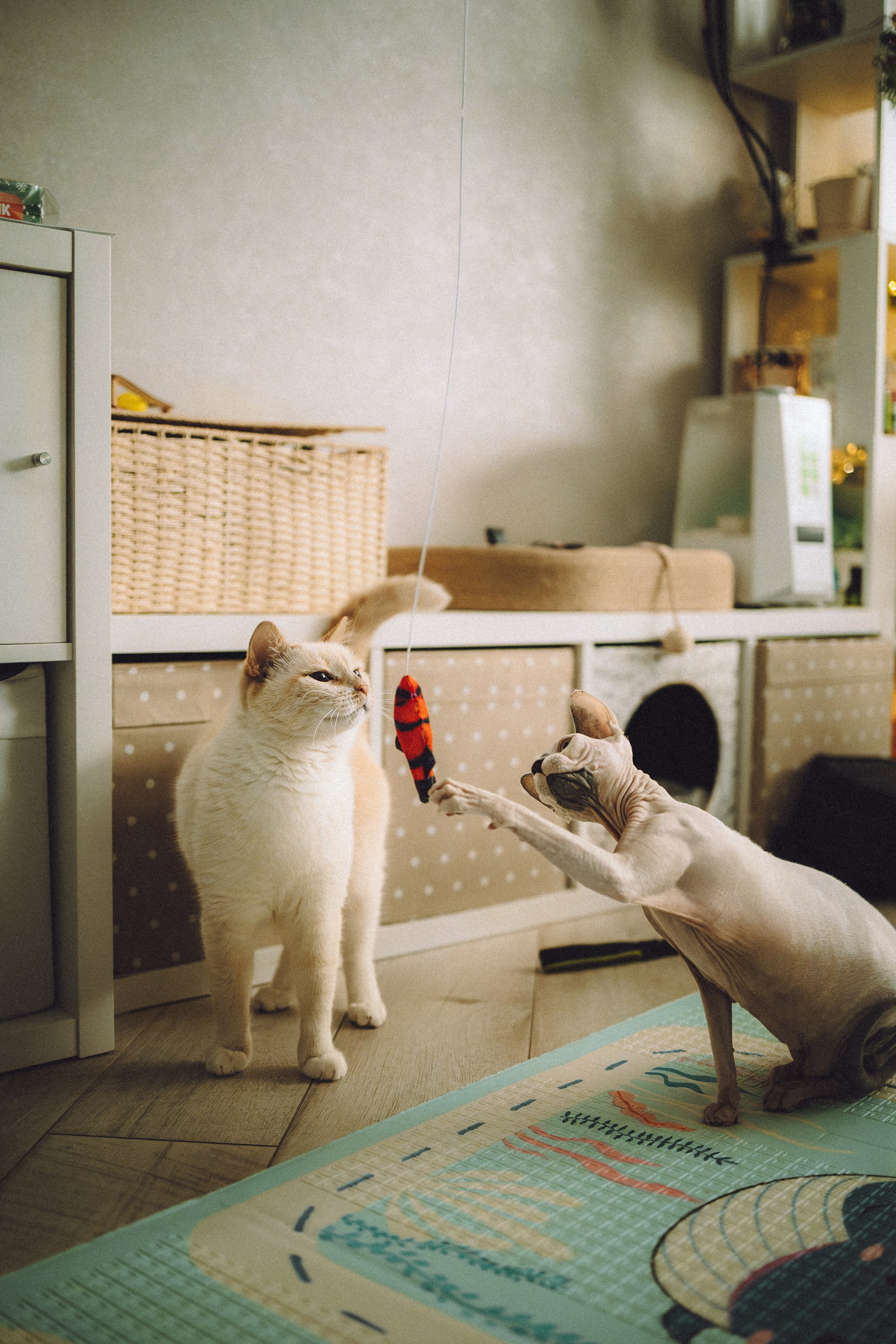 Топик и его семья