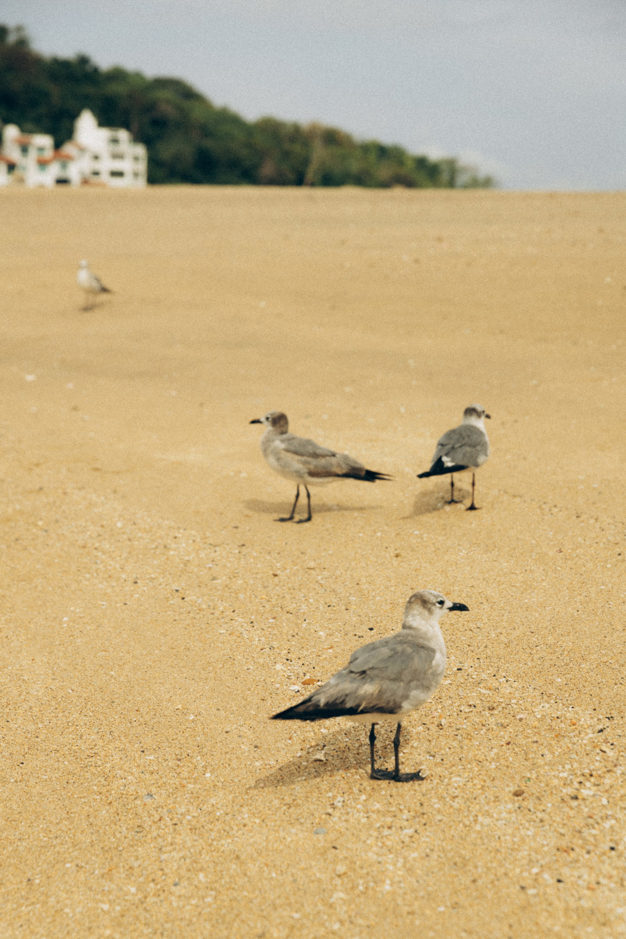 Elizabeth. Портретный фотограф / Панама / Анастасия Елизарова