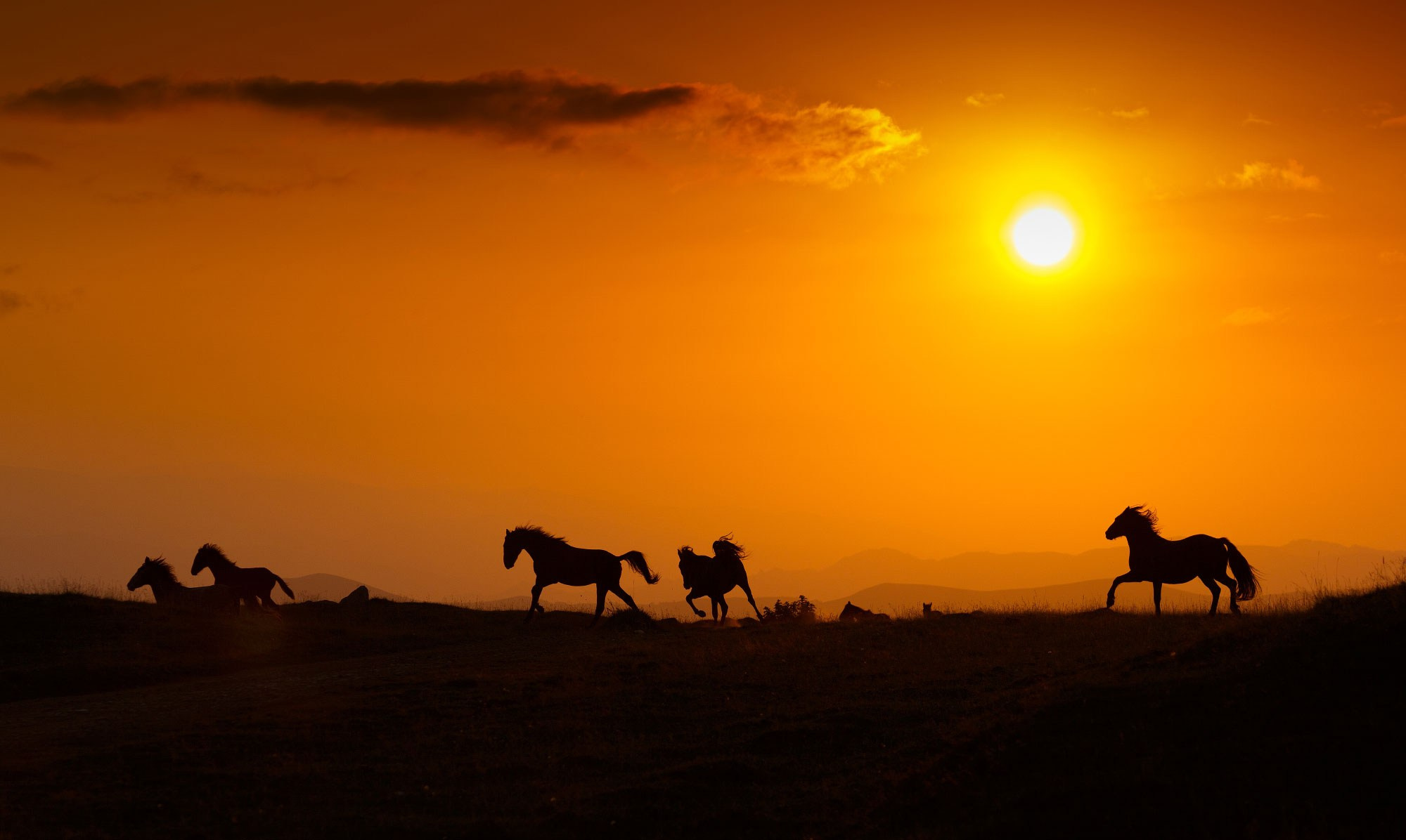 Свадебный фотограф в Геленджике