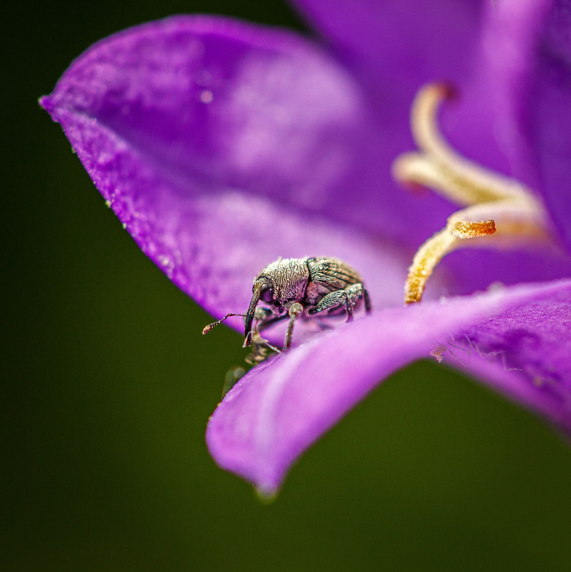 свадебный фотограф Геленджик