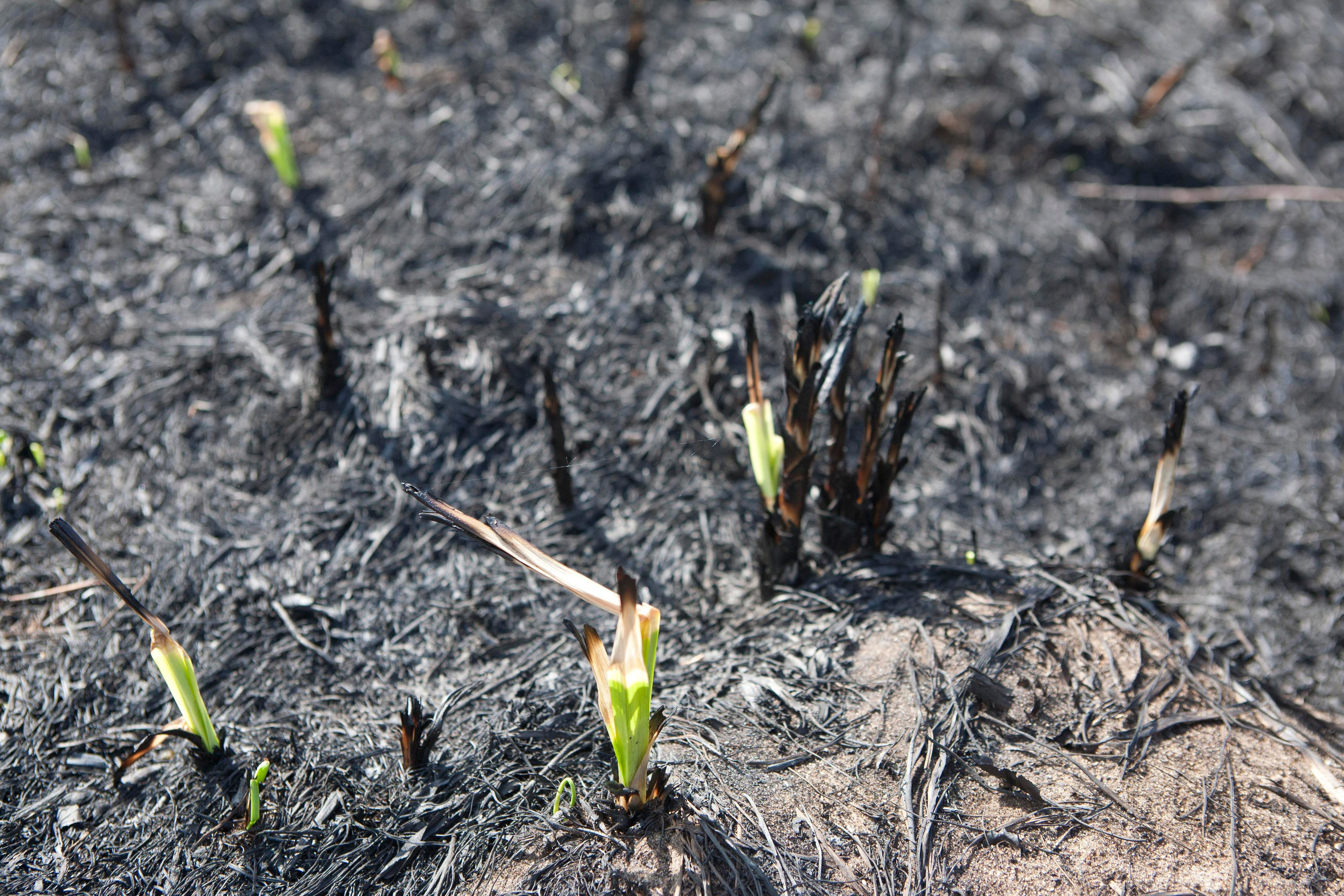 Травяные пожары. Фотограф Анна Барне