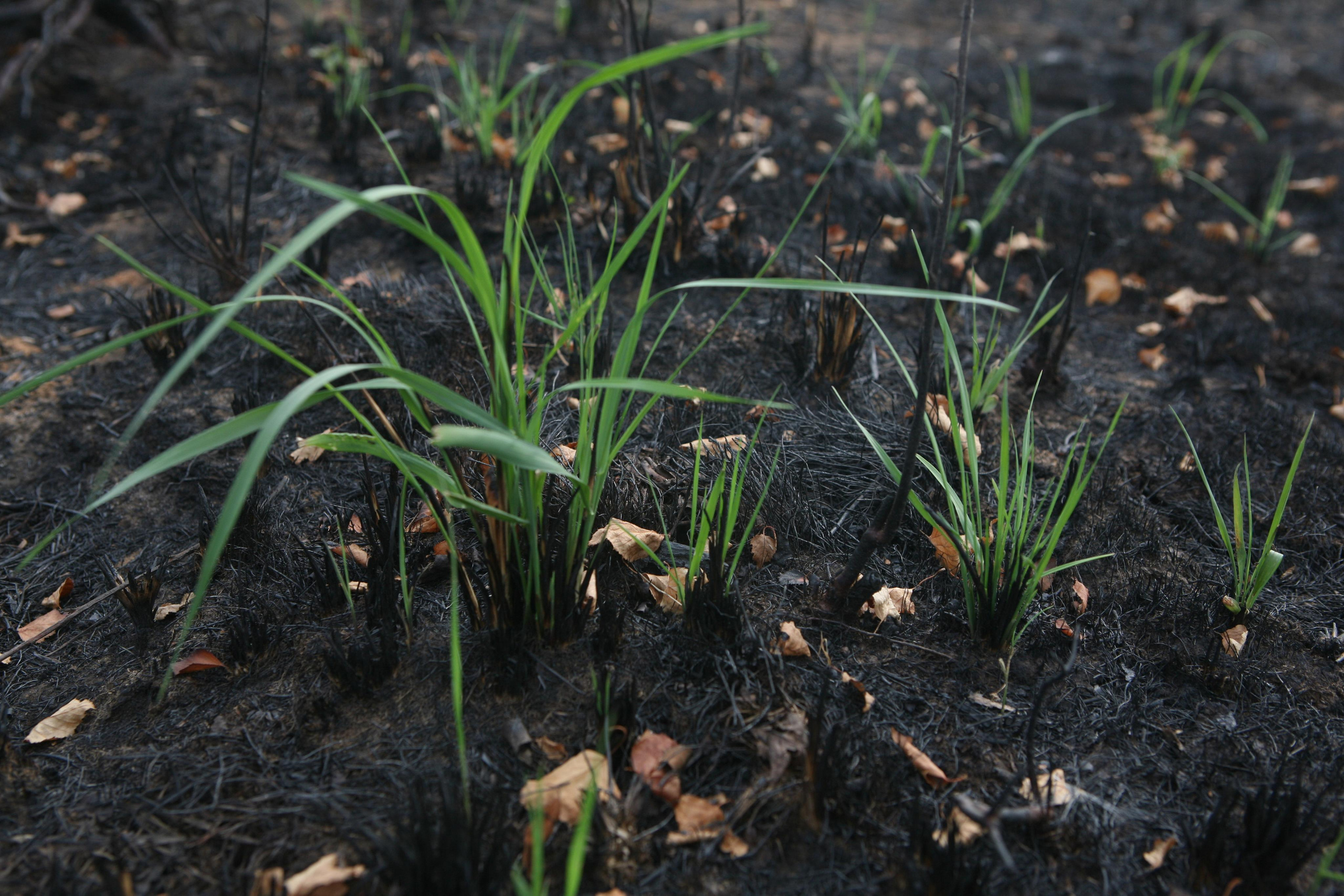 Травяные пожары. Фотограф Анна Барне