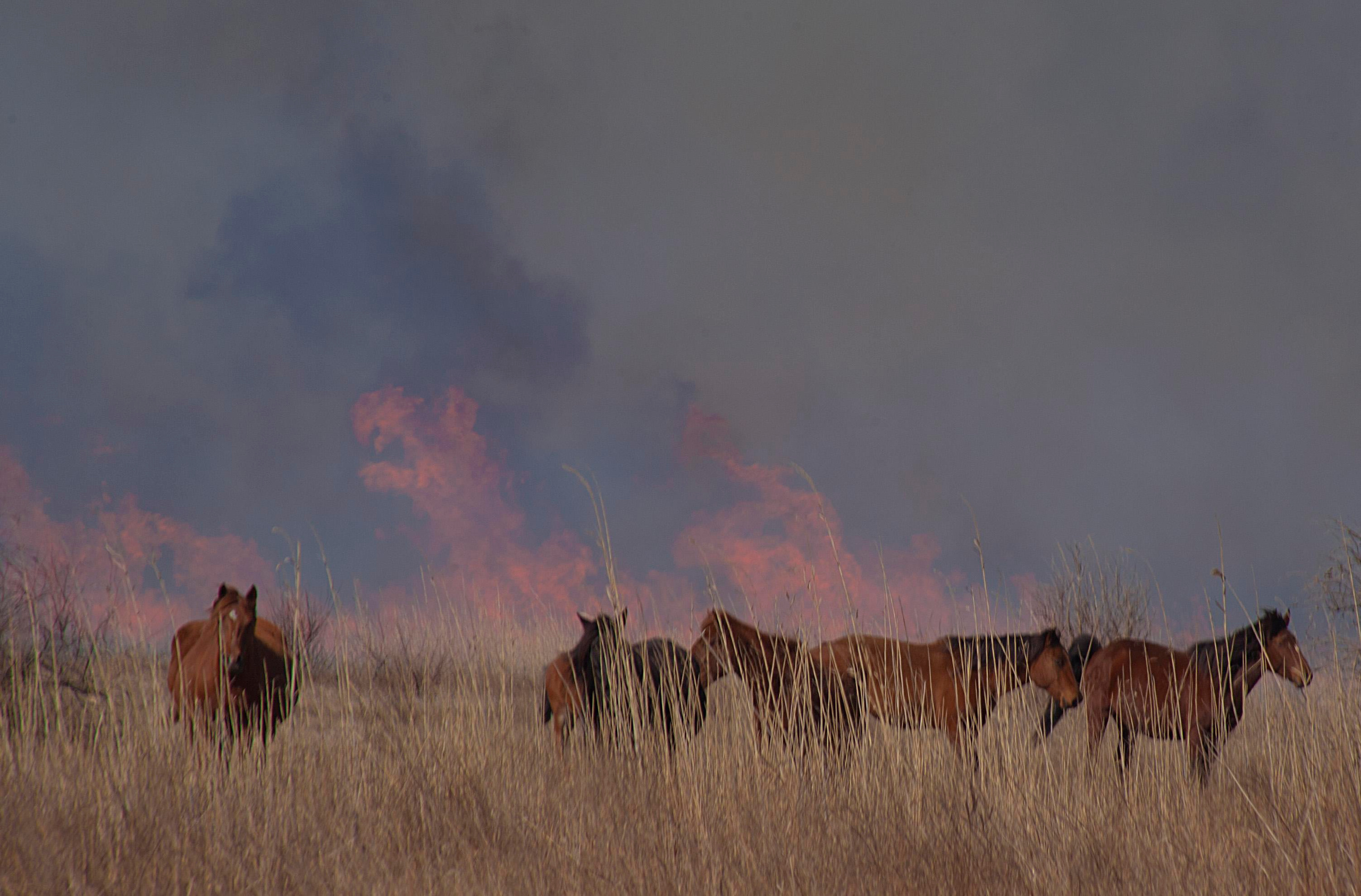 Травяные пожары. Фотограф Анна Барне