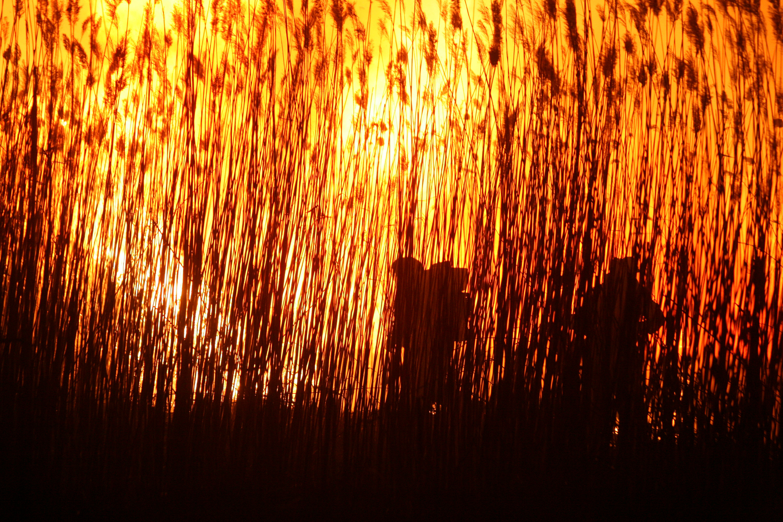 Травяные пожары. Фотограф Анна Барне