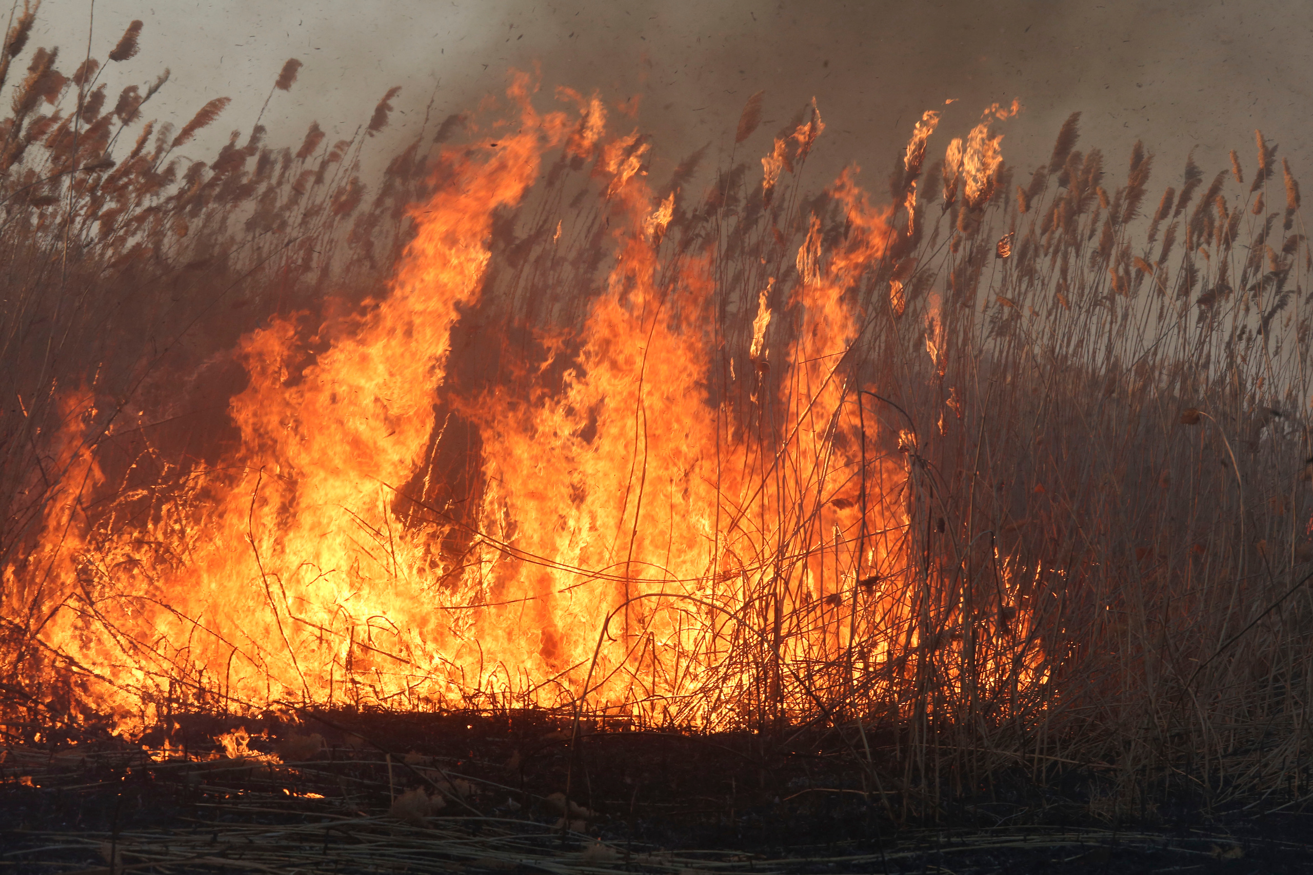 Травяные пожары. Фотограф Анна Барне