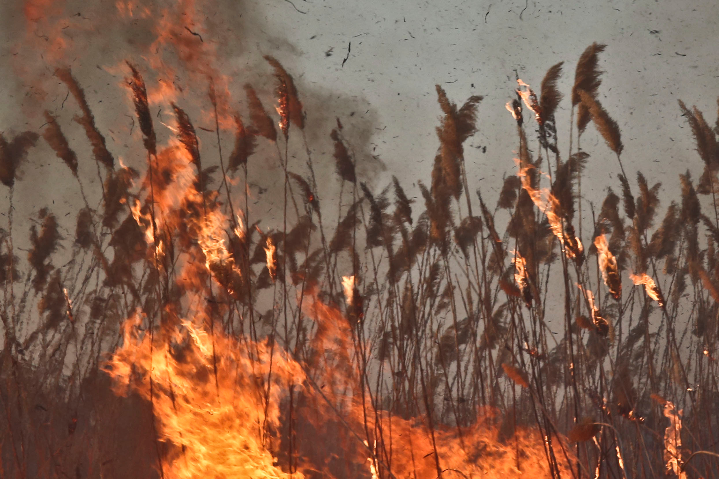 Травяные пожары. Фотограф Анна Барне