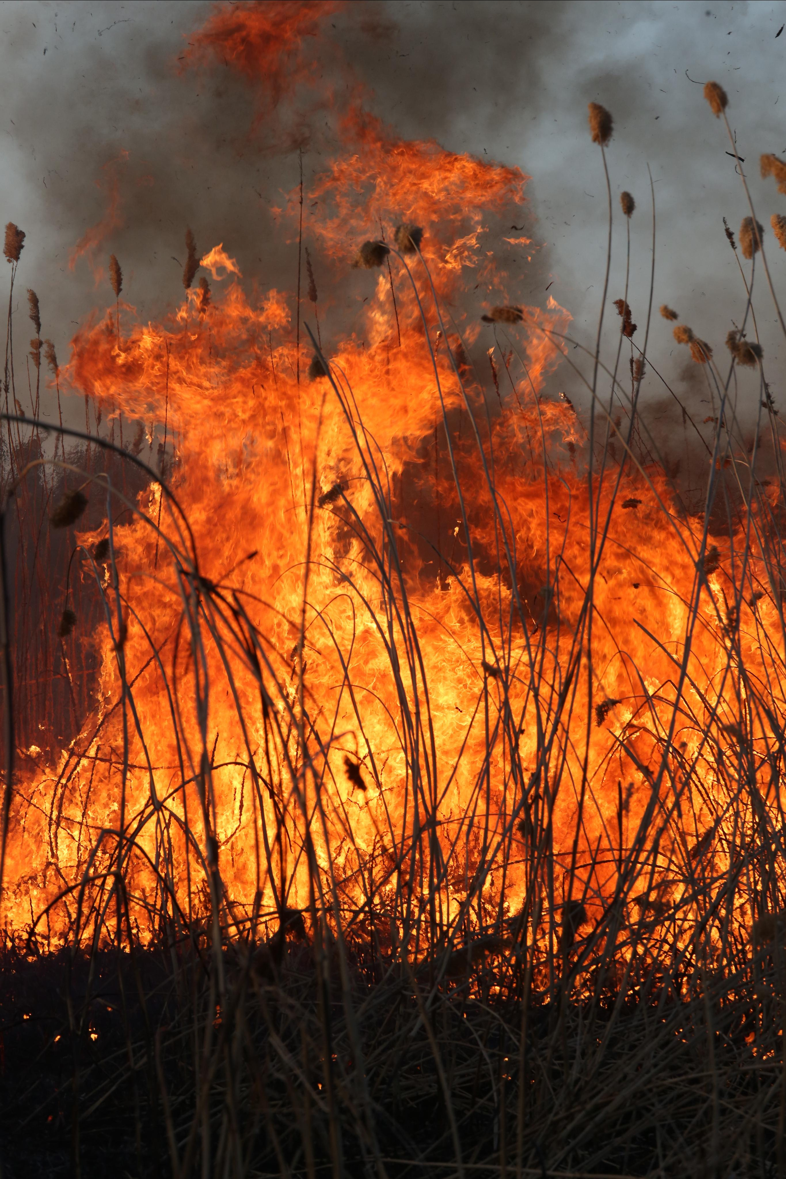 Травяные пожары. Фотограф Анна Барне
