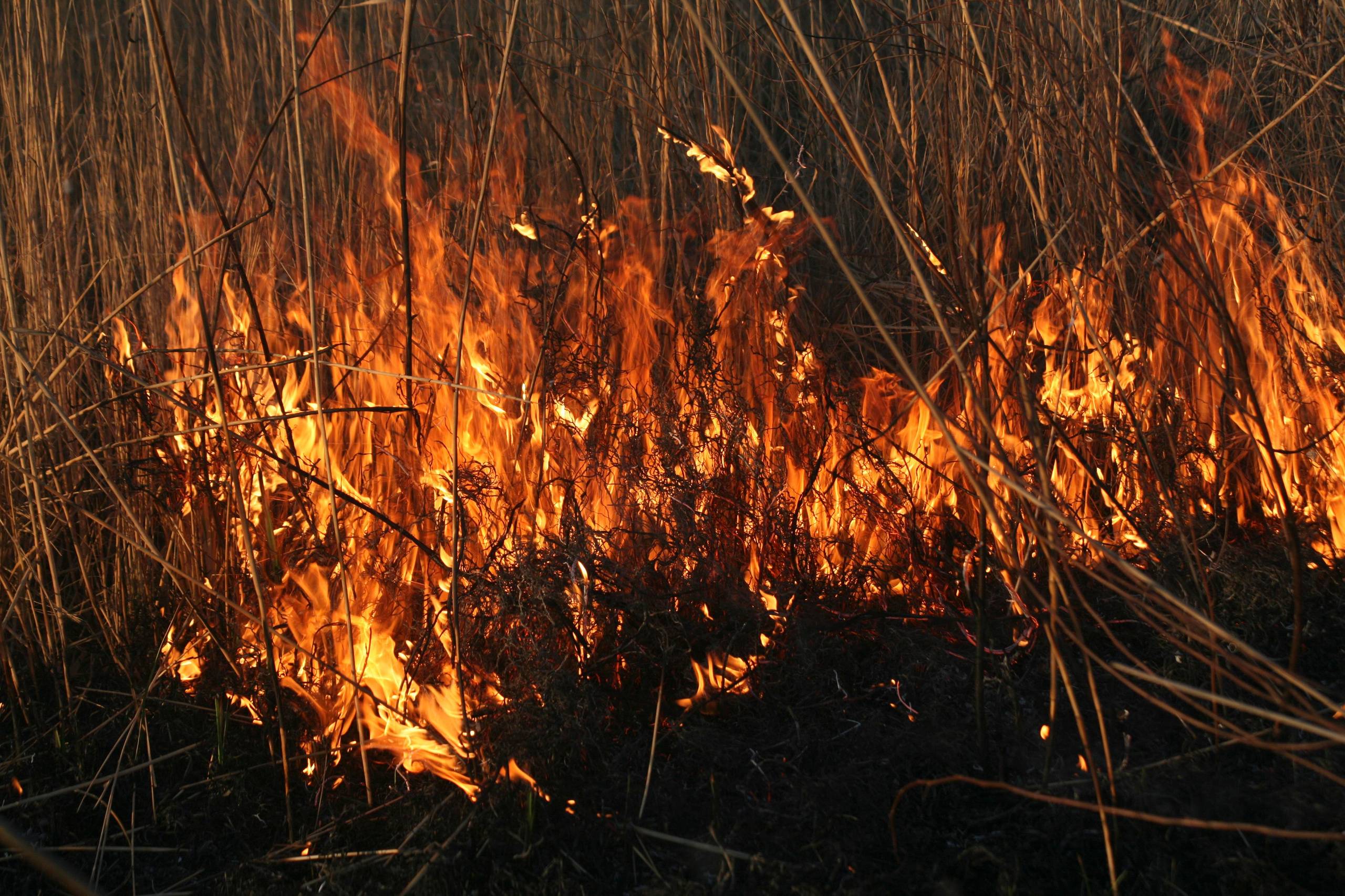 Травяные пожары. Фотограф Анна Барне