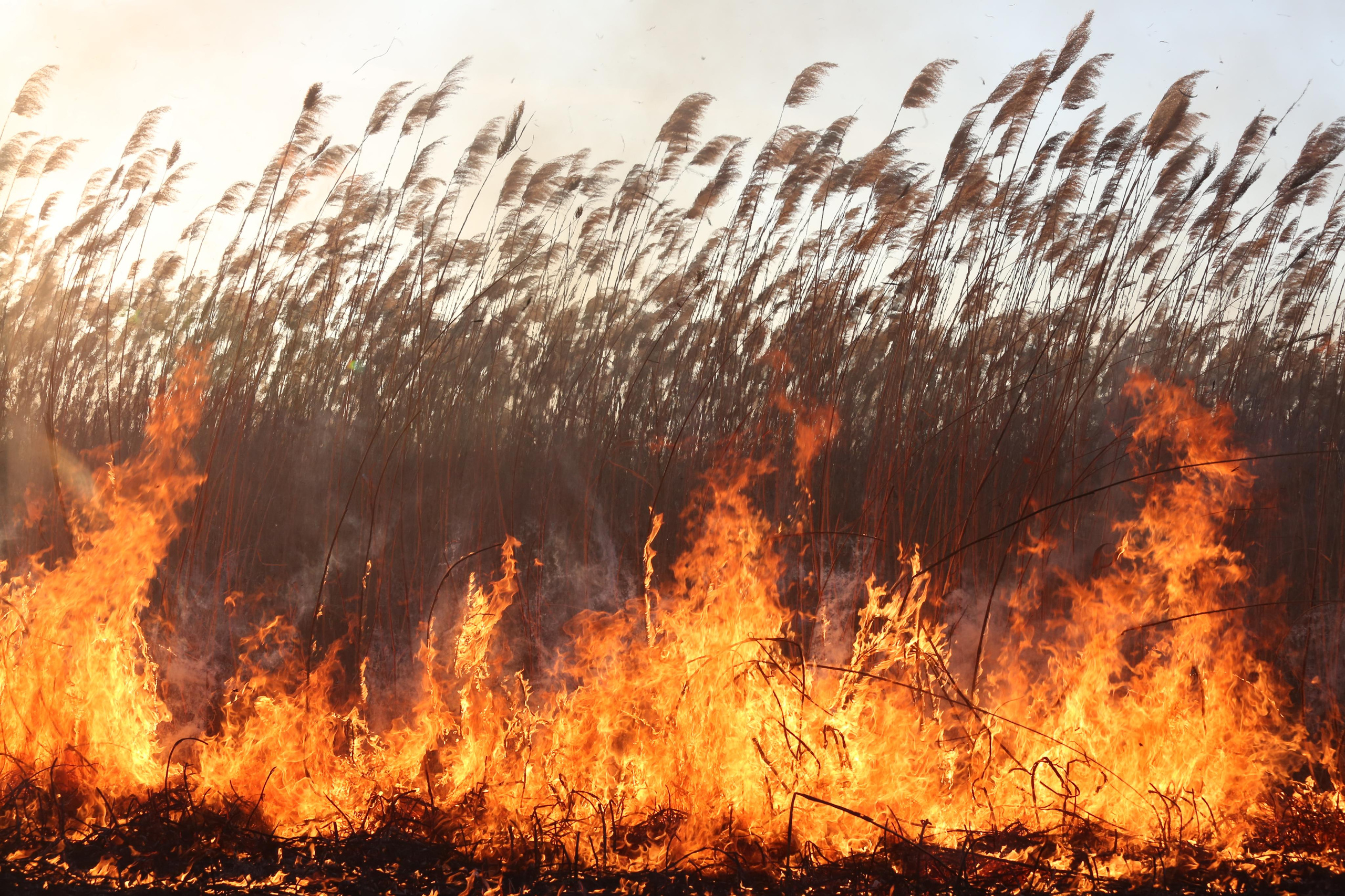 Травяные пожары. Фотограф Анна Барне