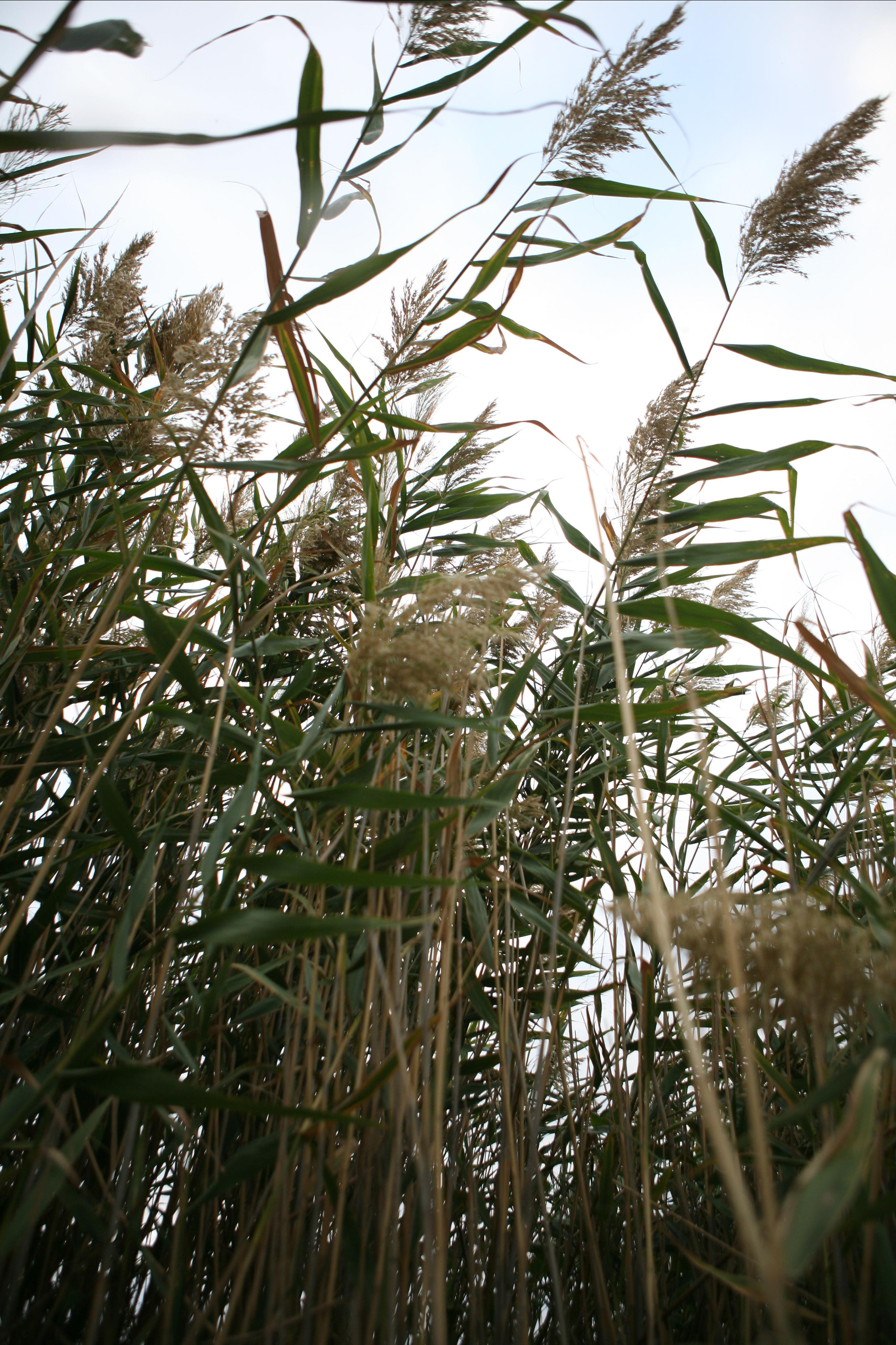 Травяные пожары. Фотограф Анна Барне