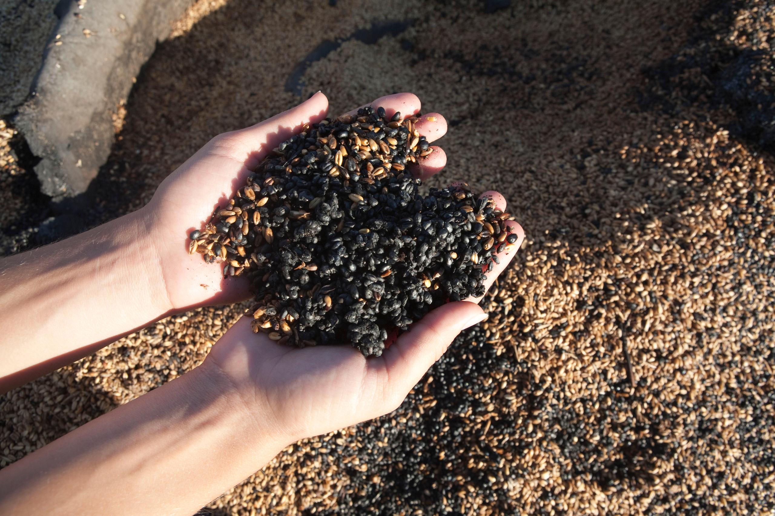 Травяные пожары. Фотограф Анна Барне