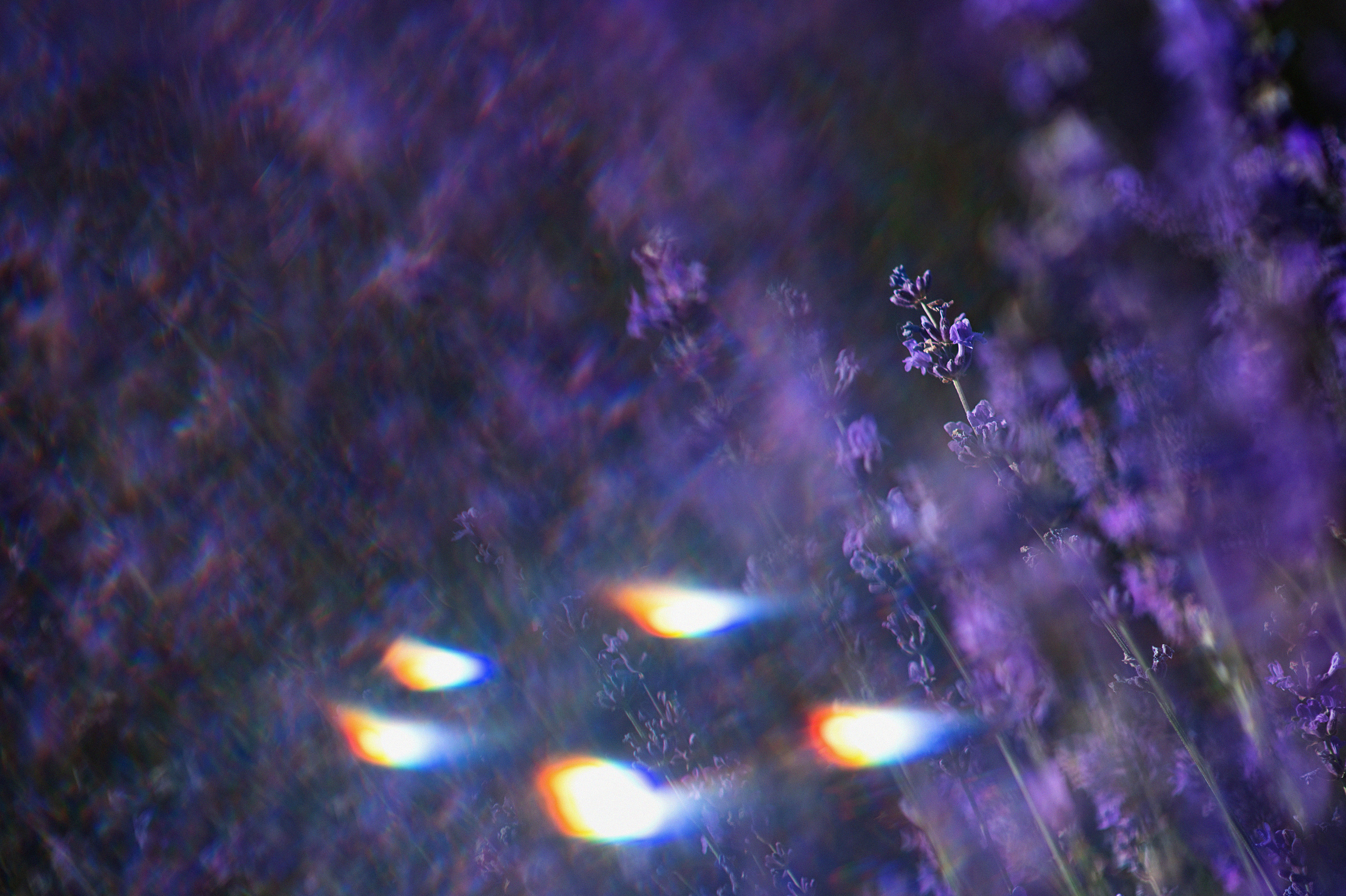 фотосессия в лавандовом поле, фотосессия в лаванде