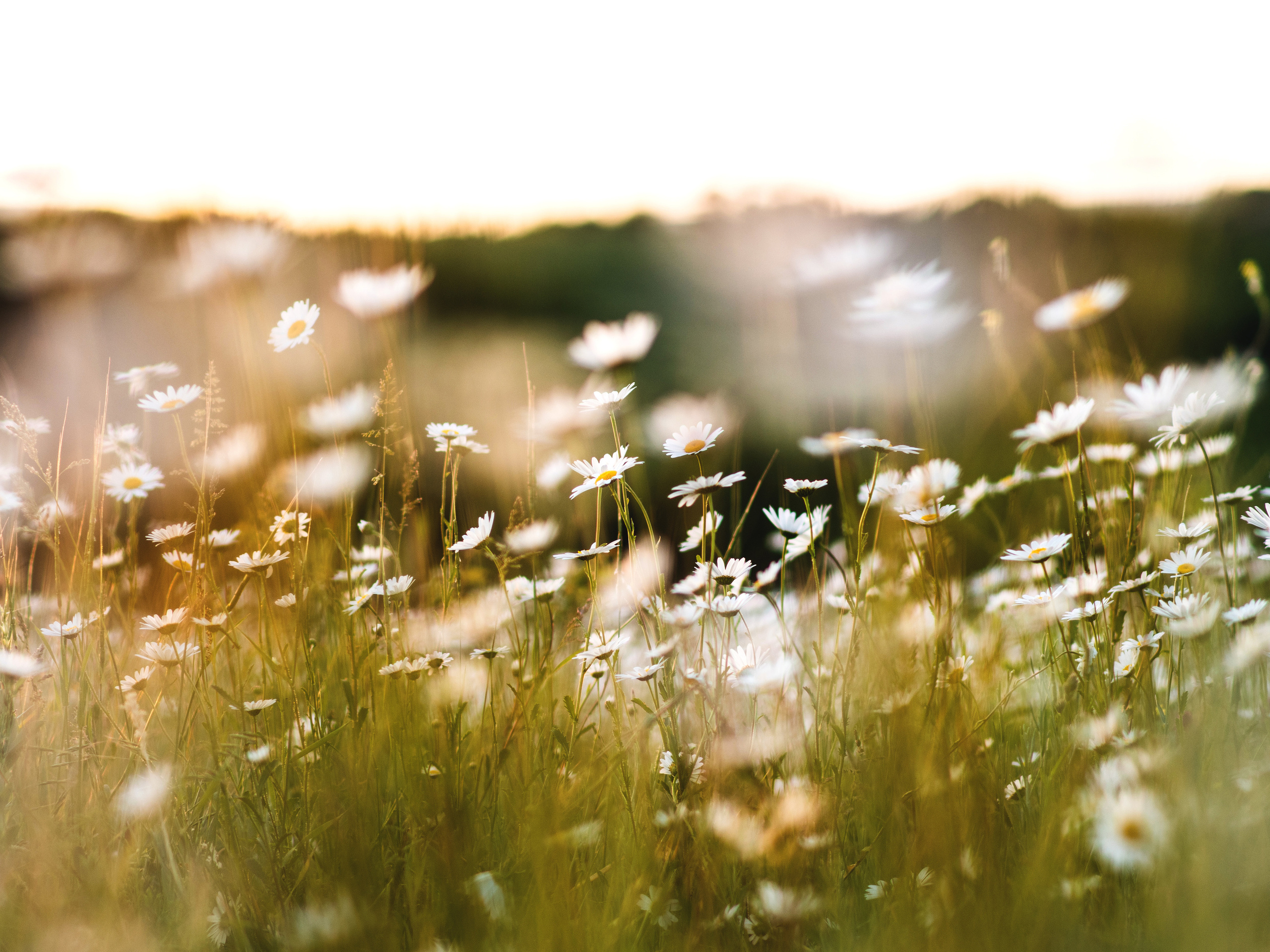 фотосессия в ромашках 