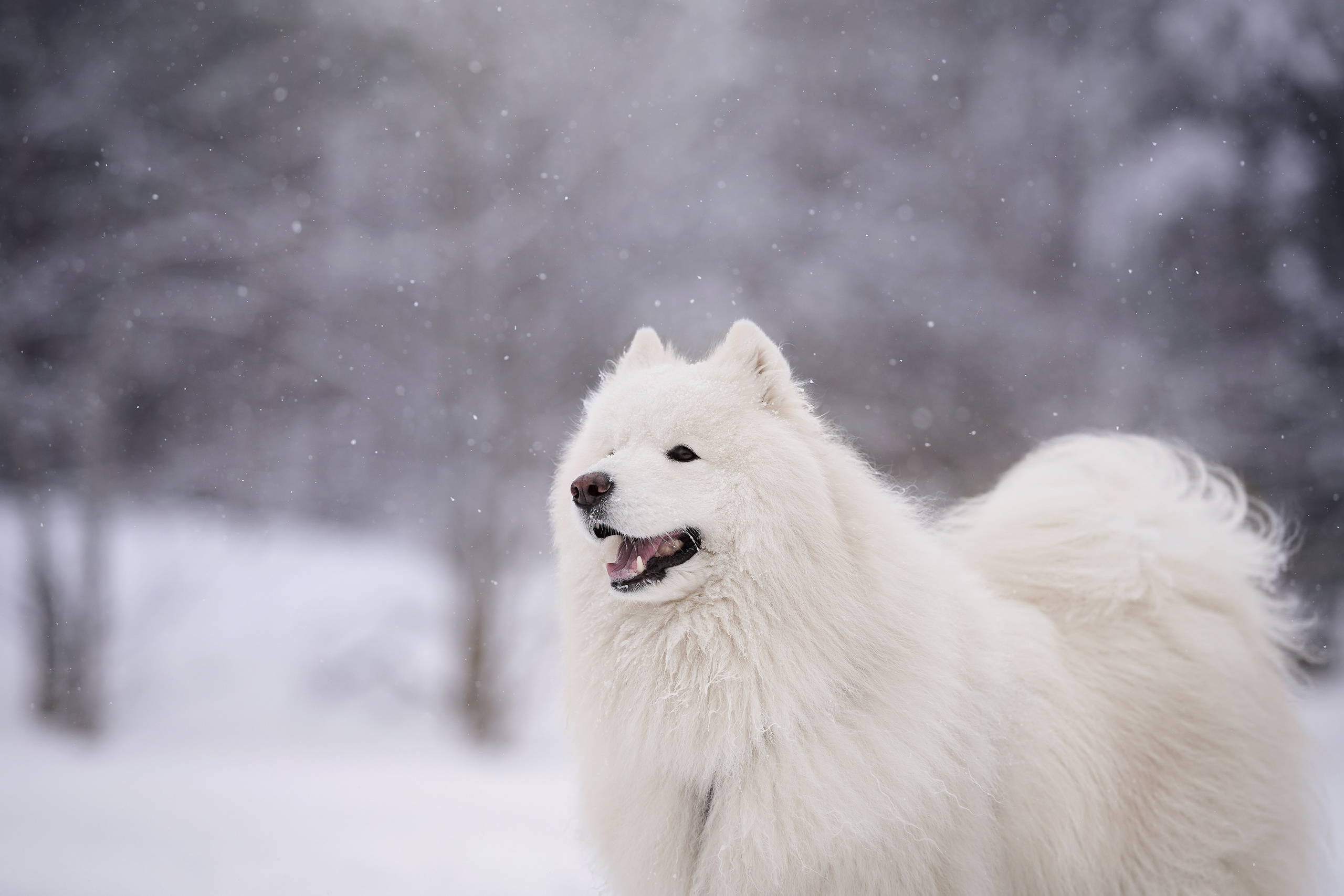 Красно-рыжая банда. Фотограф-анималист в Санкт-Петербурге Яна Мартынова