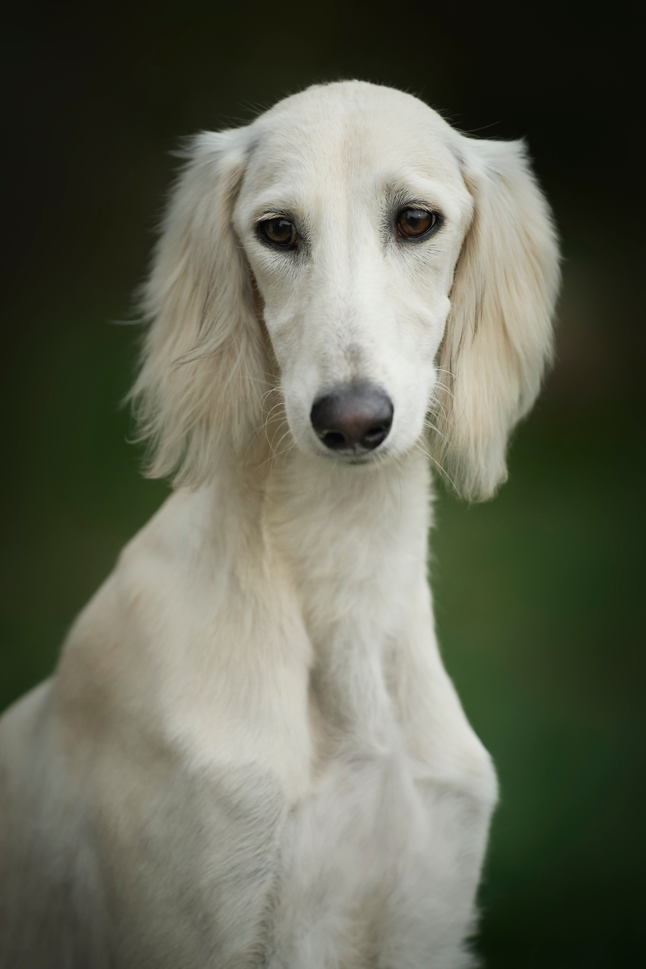 фотосессия собак краснодар выставка собак фотограф анималист сочи 